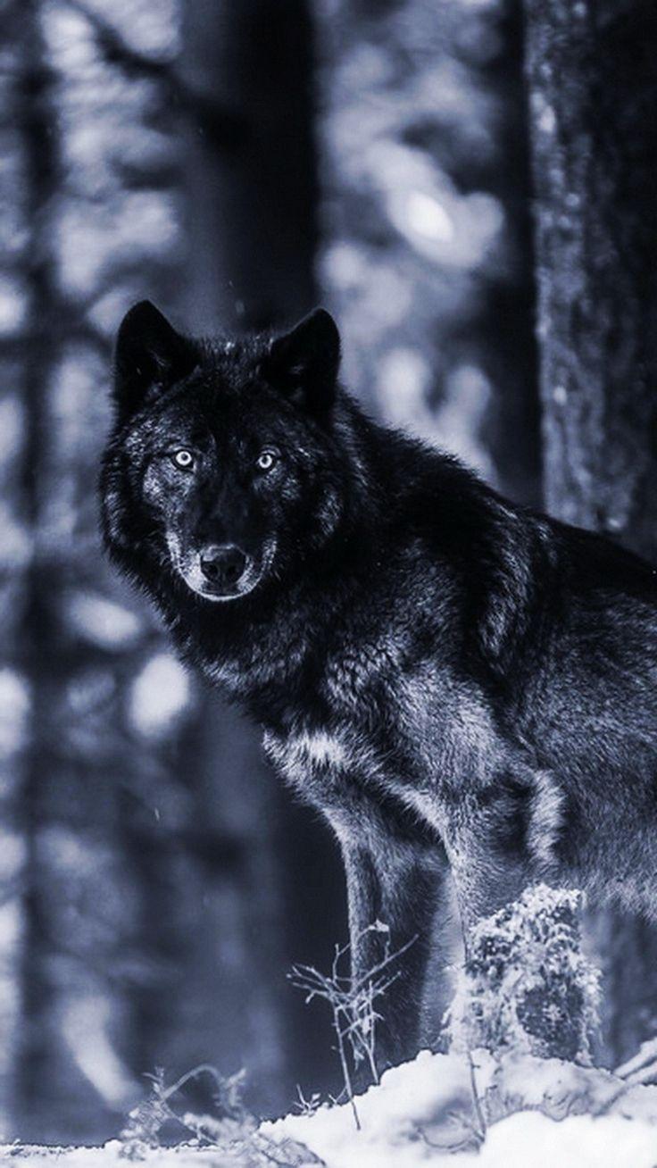 736x1308 Pin By Summer Roberson On Wolves Wolf Wallpaper iPhone, HD