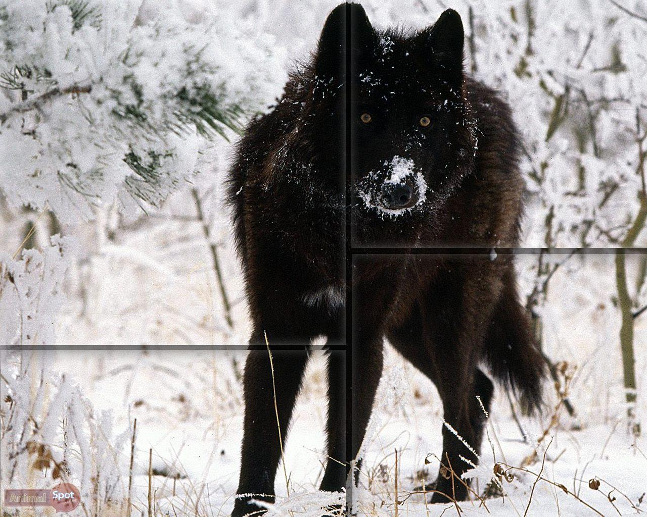 1280x1024 Wolf Wallpaper