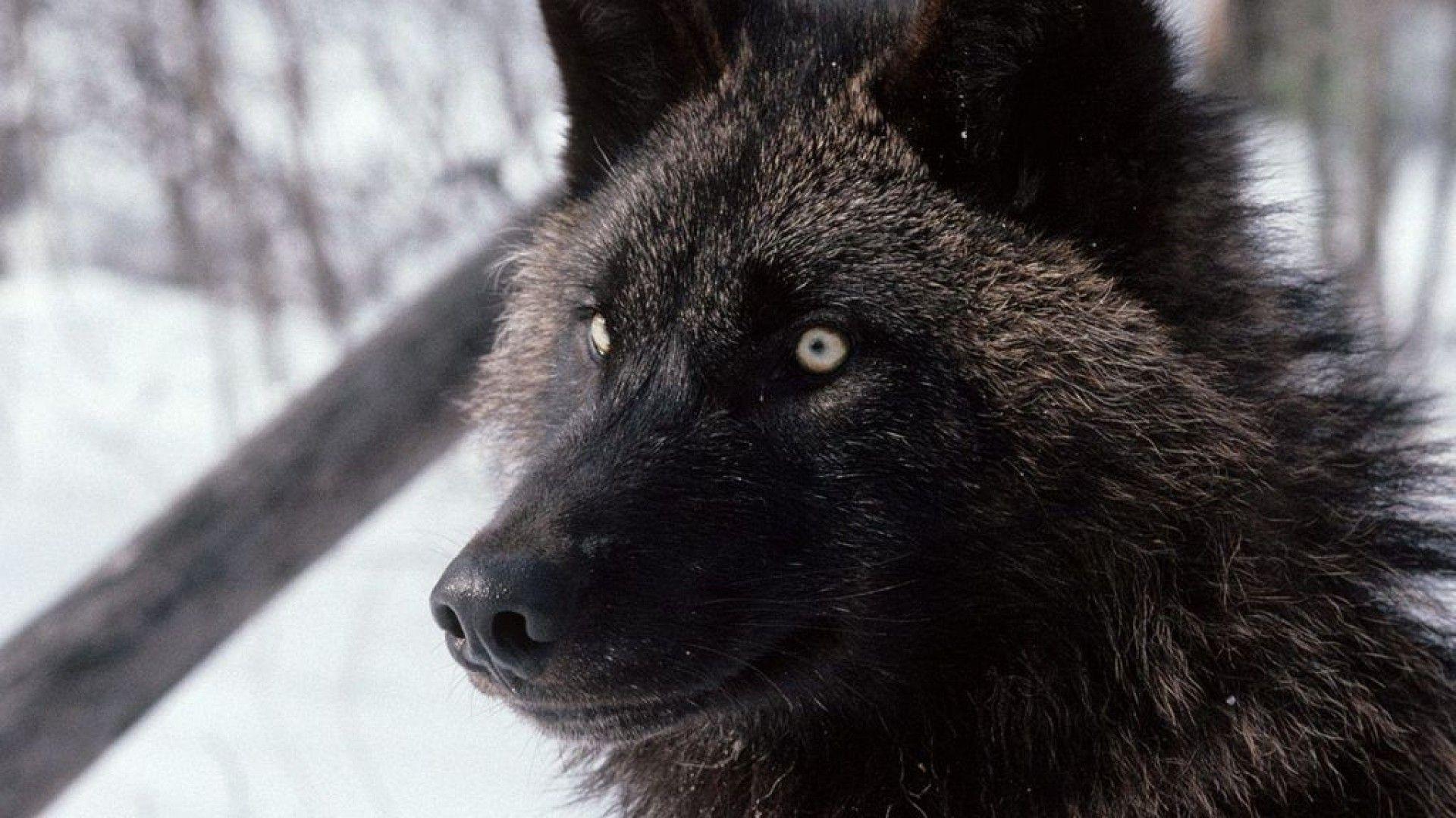 1920x1080 Black wolf image wallpaper