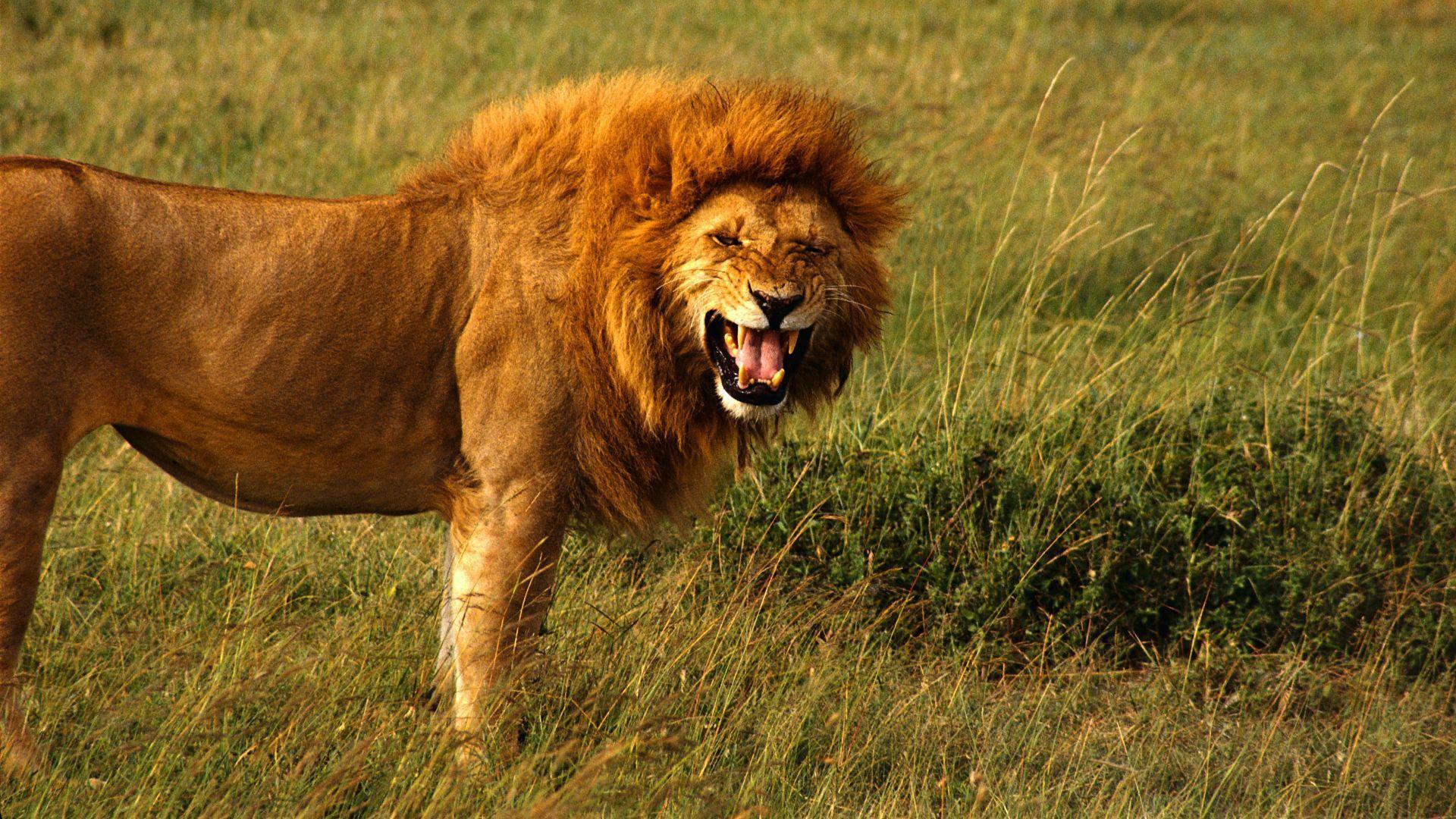1920x1080 Lion HD Wallpaper. Lion Desktop Wallpaper and Image. Cool