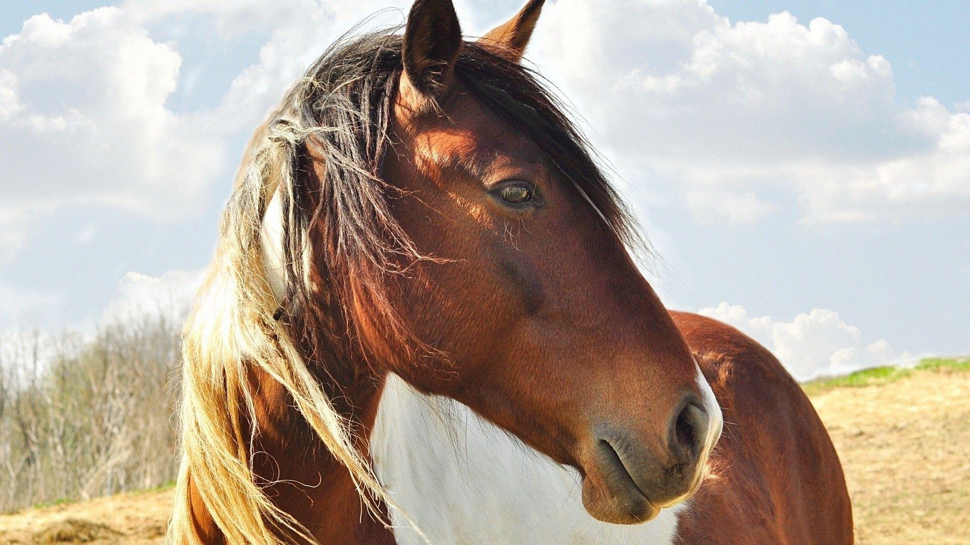 1920x1080 Horse Desktop Wallpaper