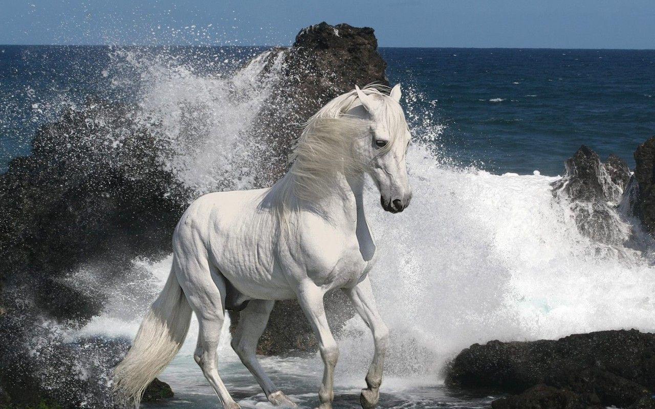 1280x800 Horse At The Beach