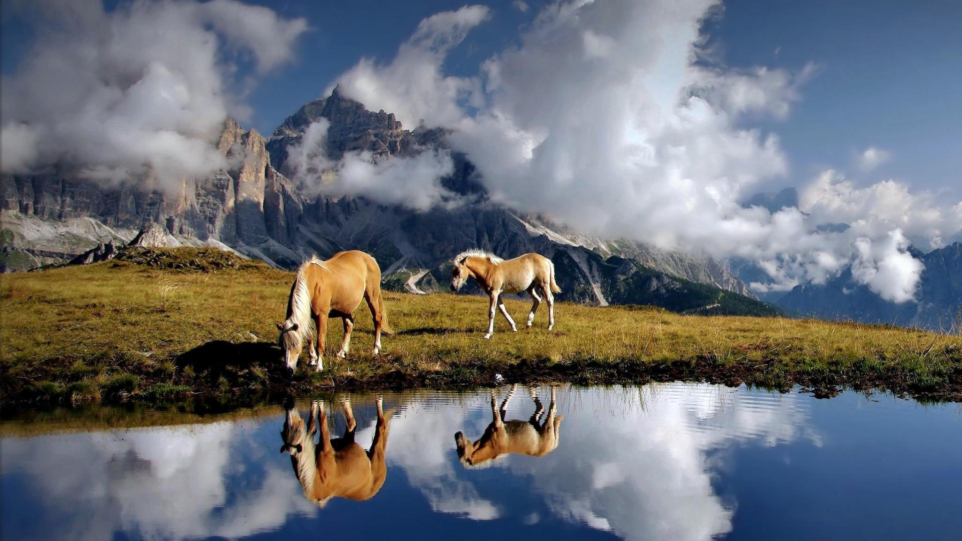 1920x1080 Beautiful HD Horse Wallpaper