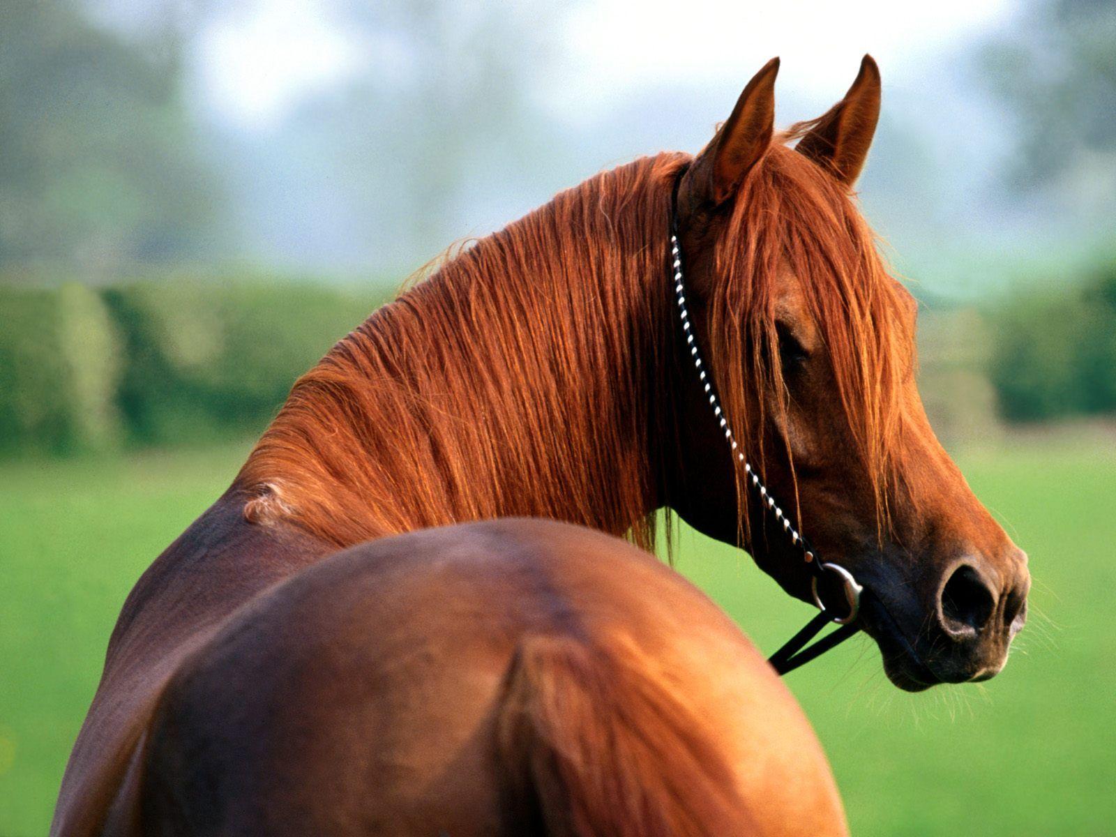 1600x1200 High Resolution Arabian Horse Desktop Wallpaper