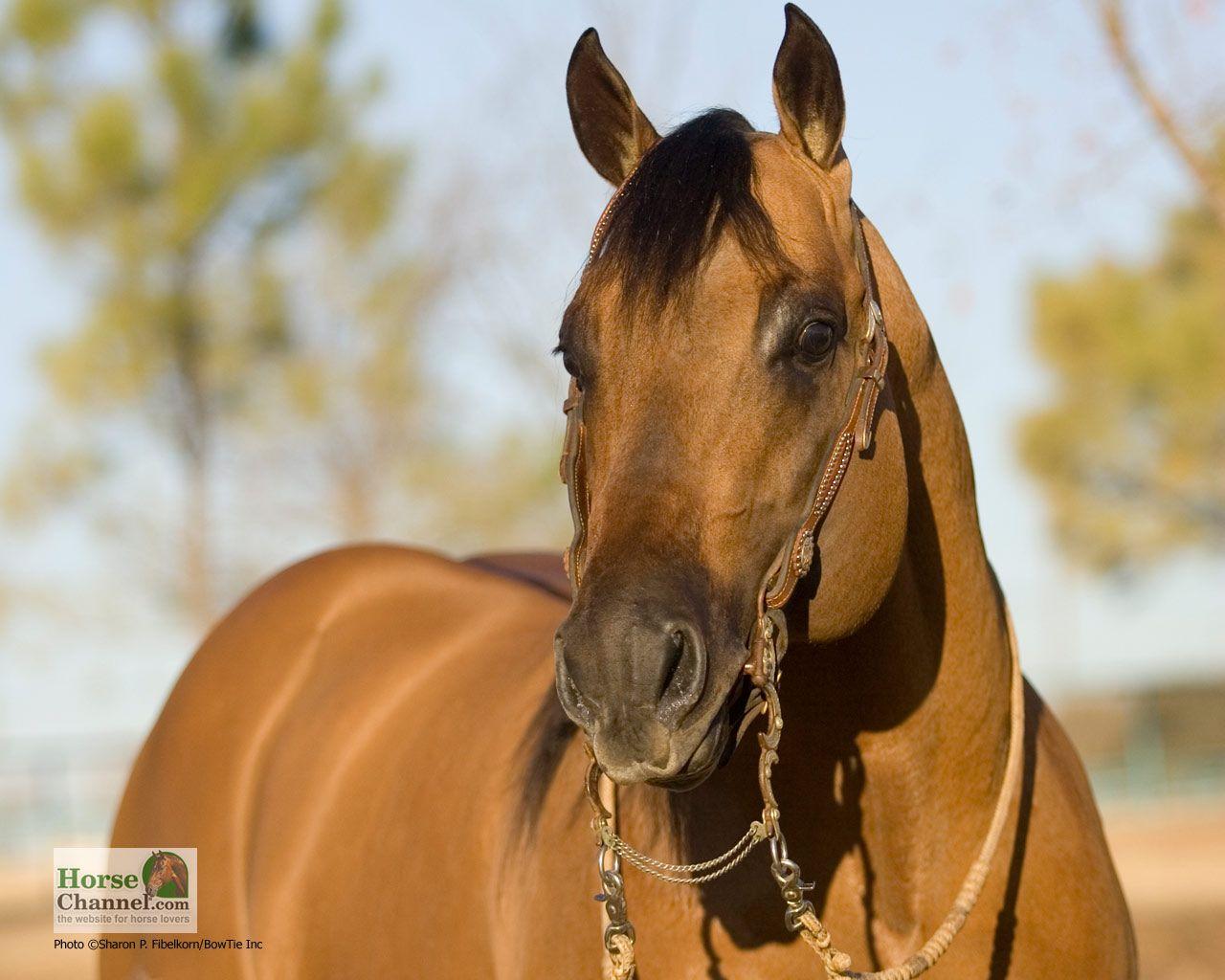 1280x1024 Ranch Horse Desktop Wallpaper
