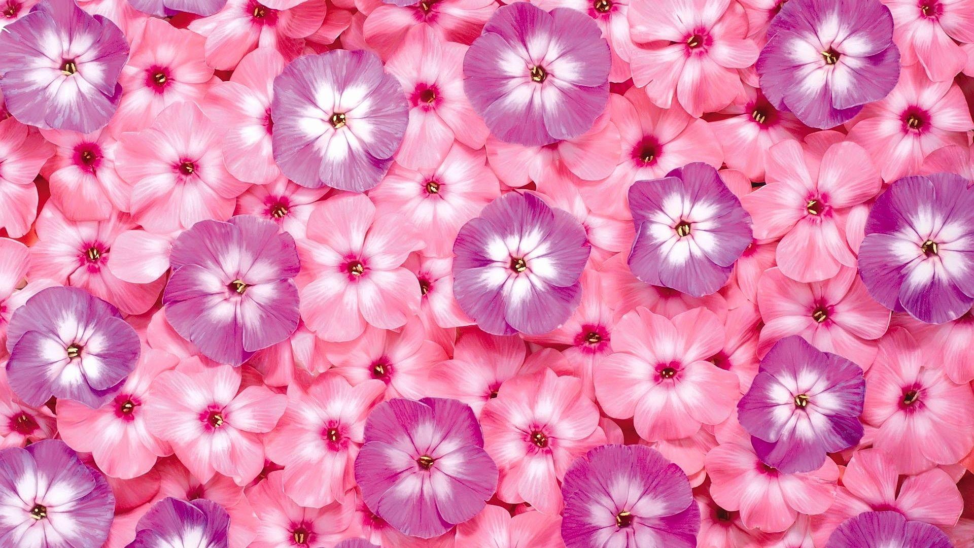 1920x1080 Pink Desktop Wallpaper Luxury 35 High Definition Pink Wallpaper
