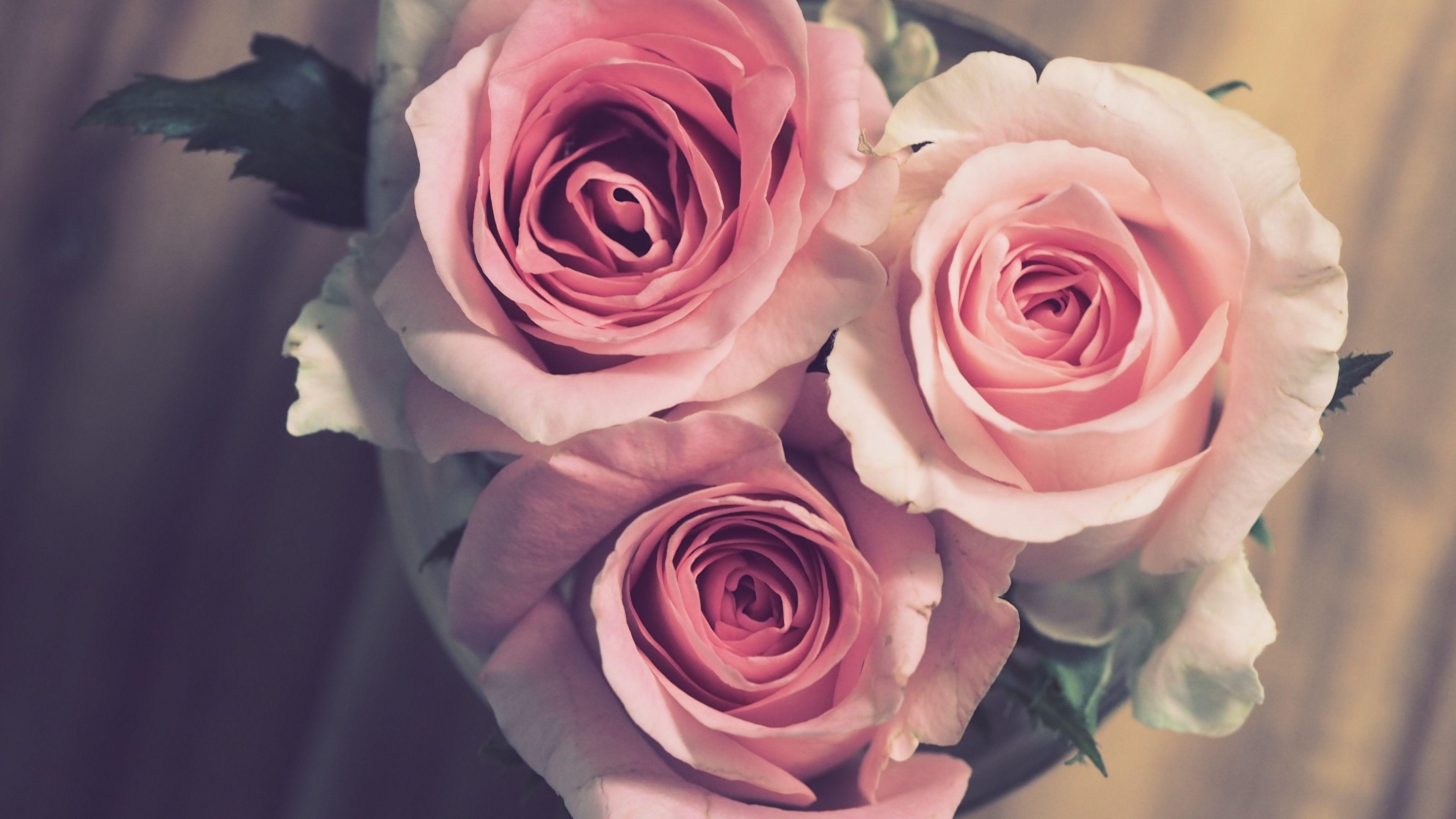 3840x2160 Download 3840x2160 wallpaper bouquet, pink roses, bloom, 4k, uhd 16: widescreen, 3840x2160 HD image, background, 2193