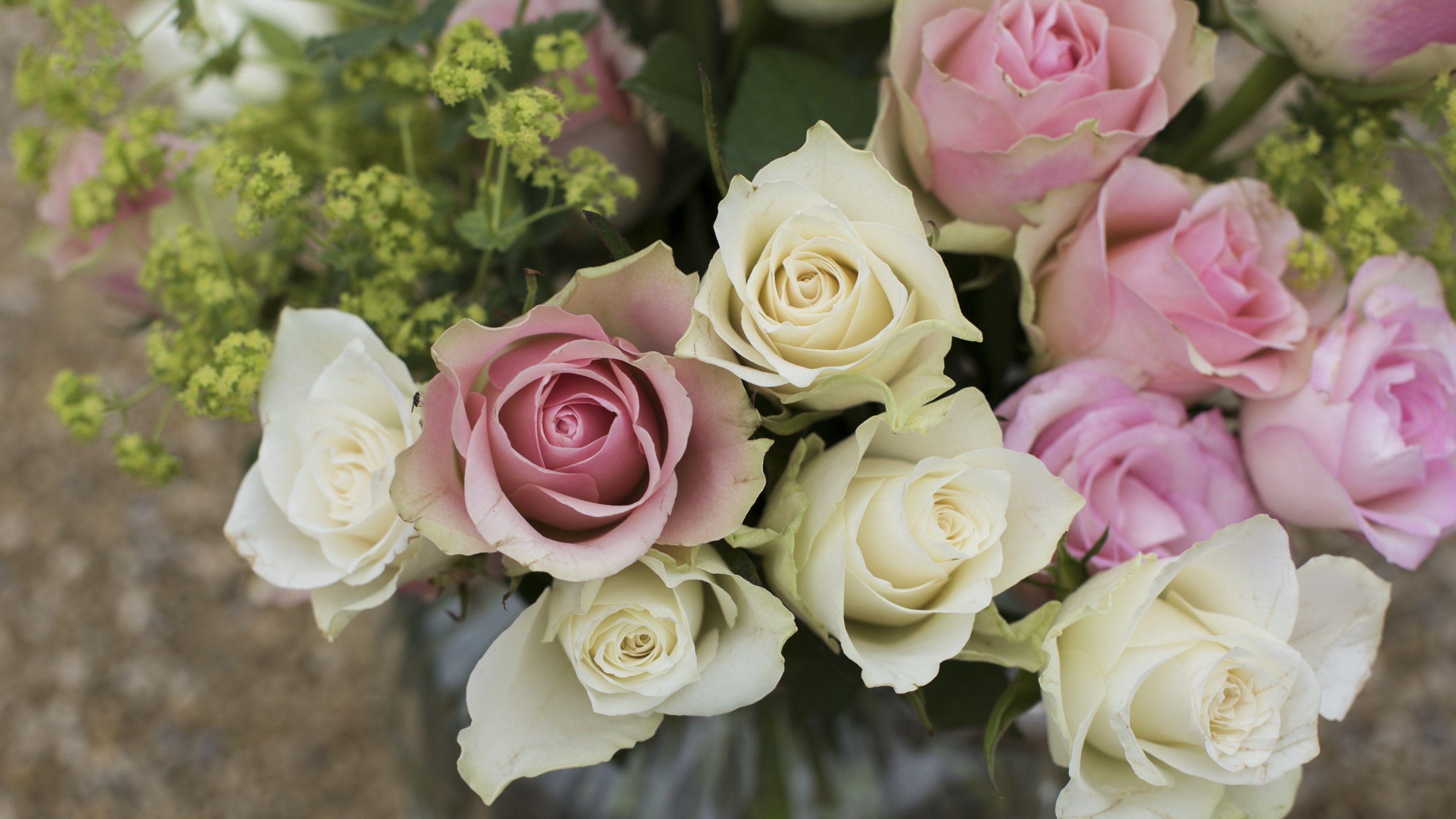 3840x2160 Pink and White Roses 4k Ultra HD Wallpaper