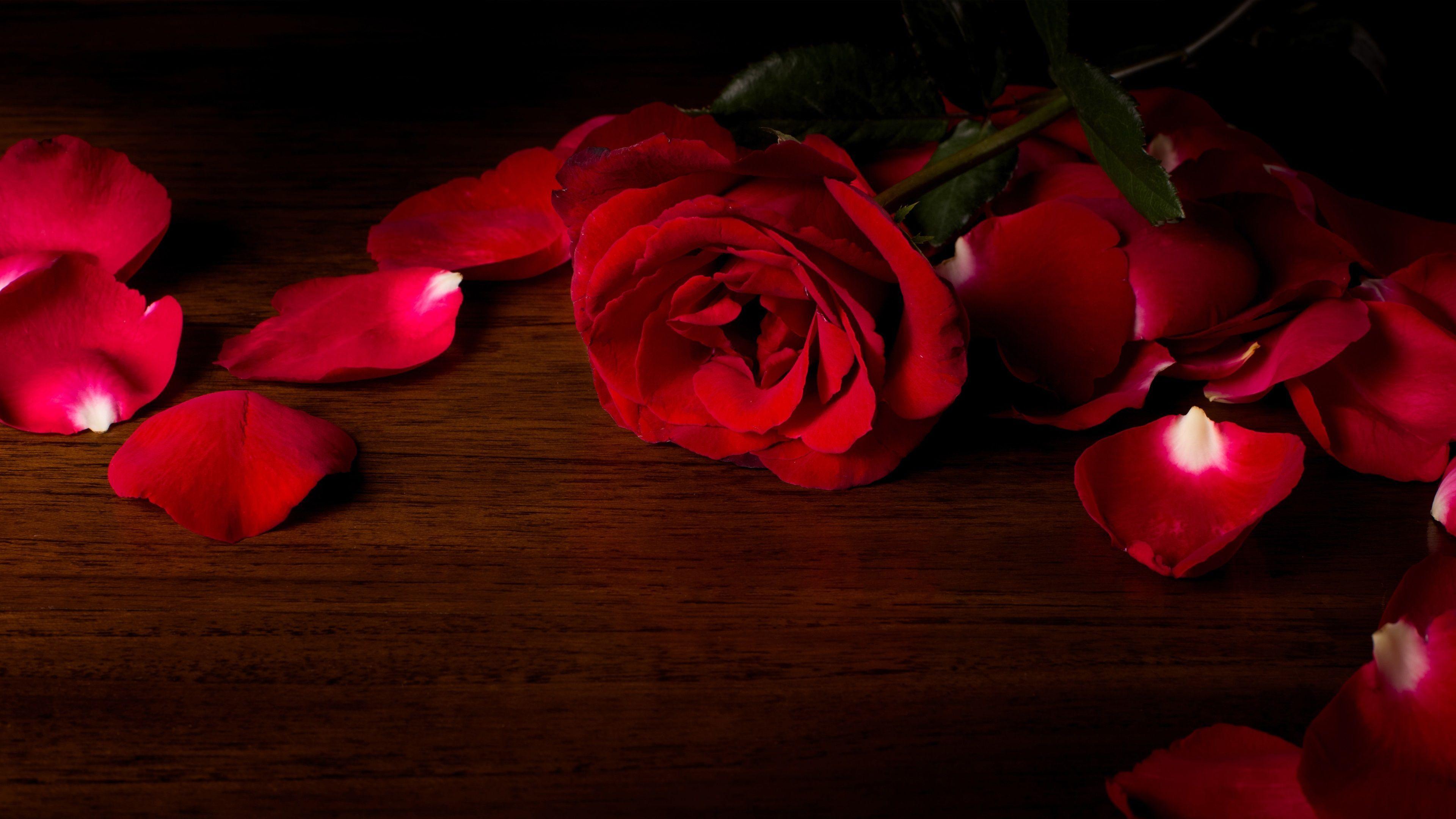 3840x2160 red roses 4k image background. Red roses wallpaper, Rose wallpaper, Red roses