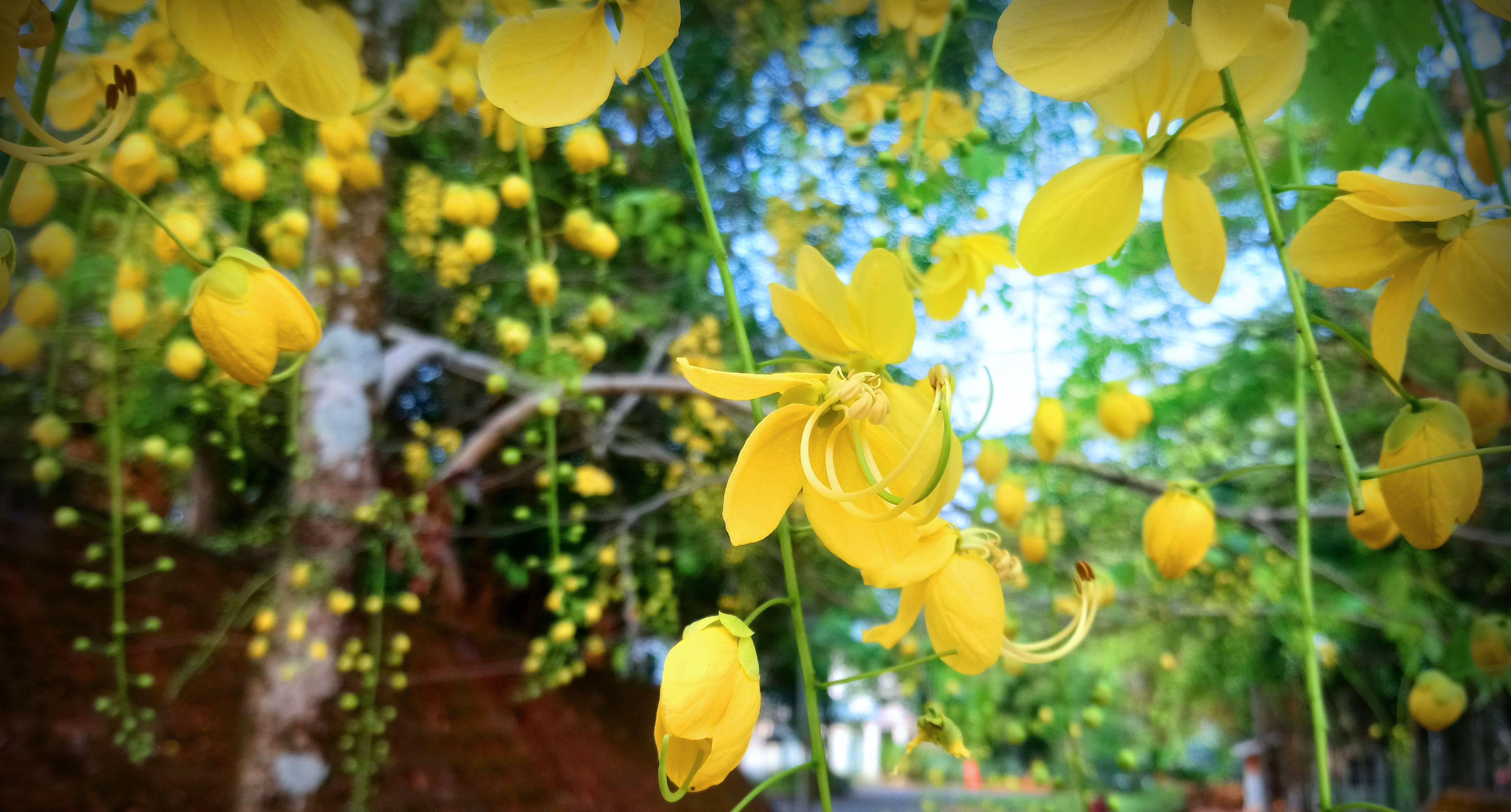 5520x2967 Free of kanikonna flower, vishu, vishu flower