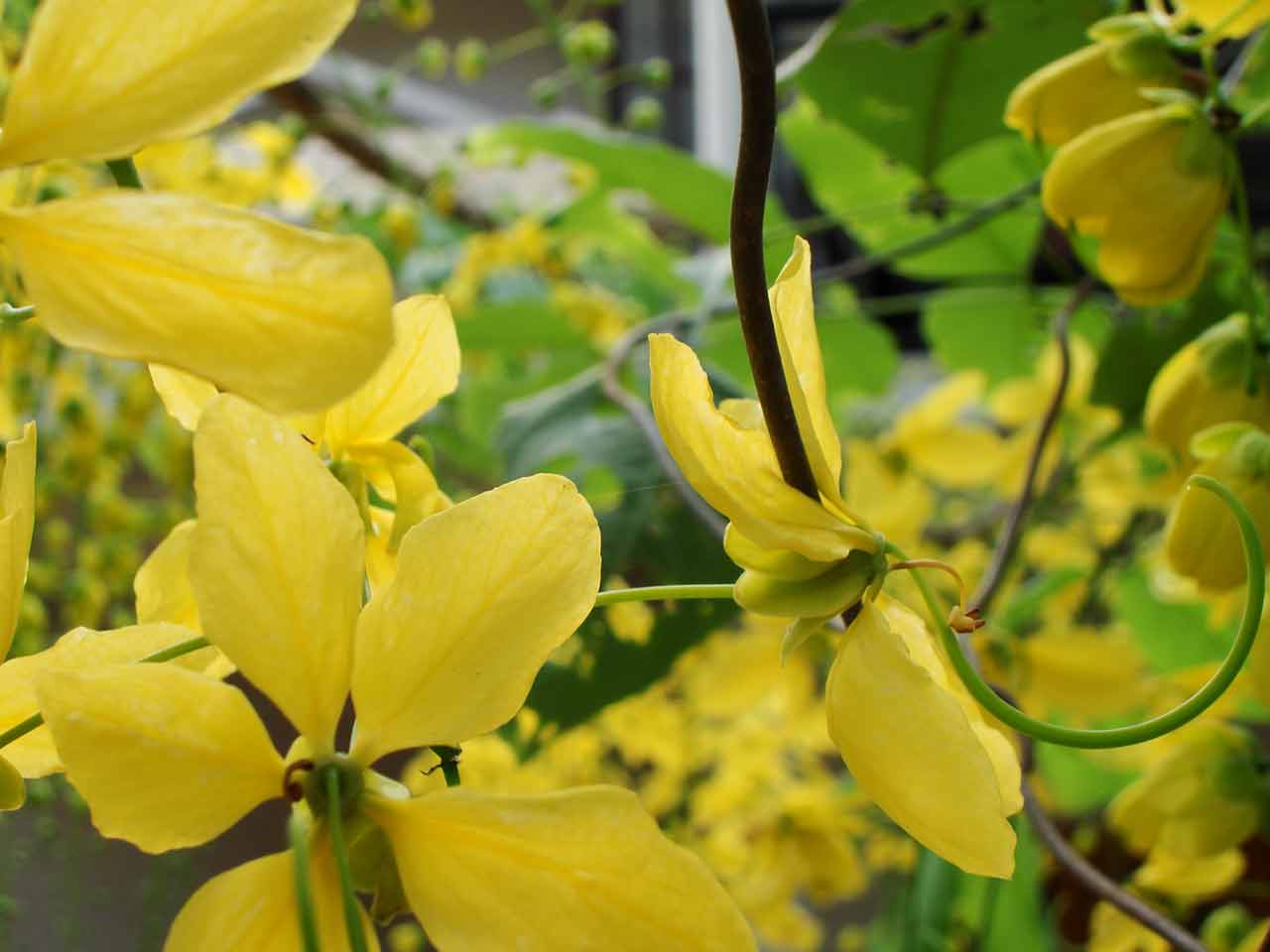 1280x960 Vishu Wallpaper Security Information