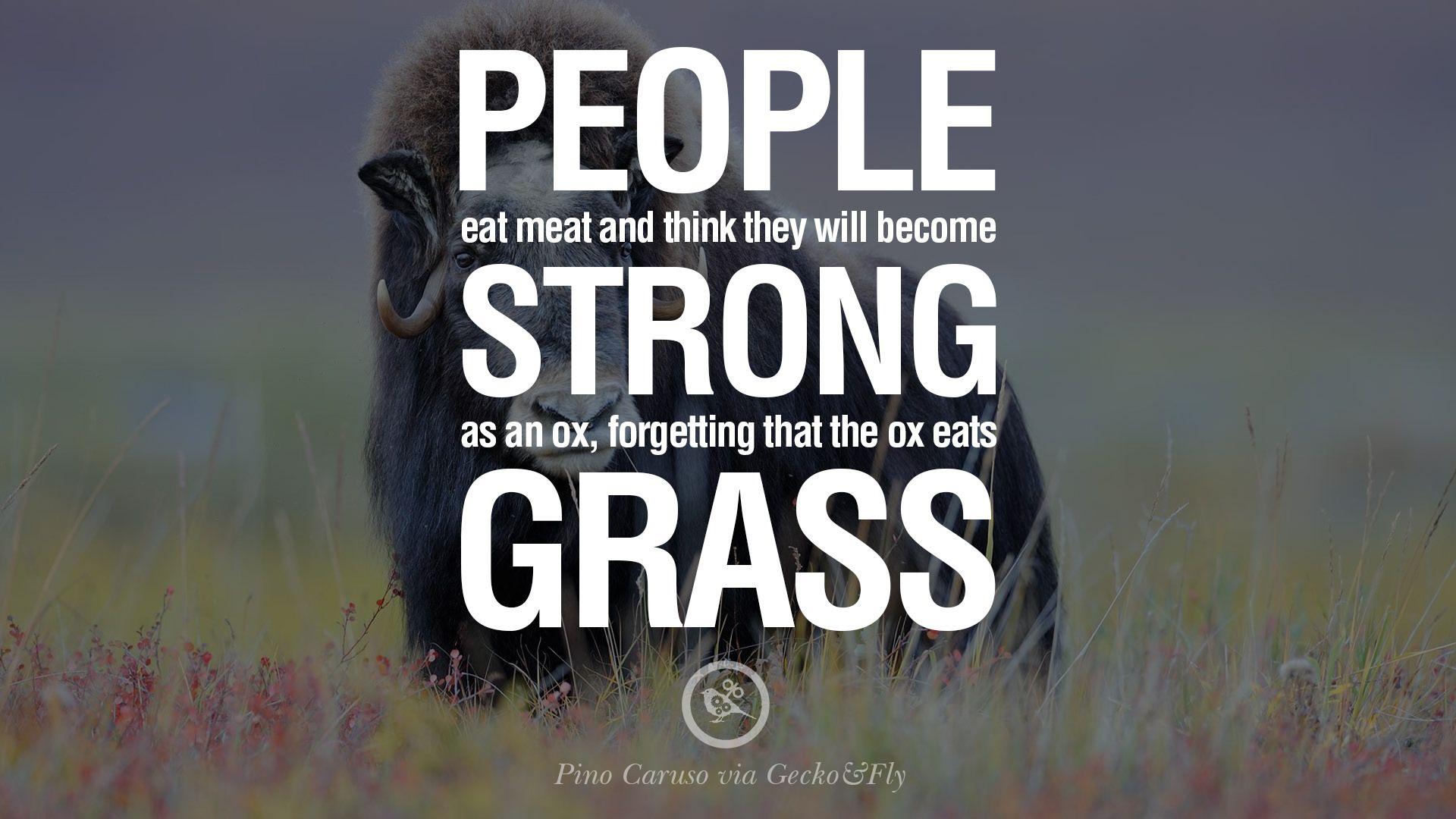 1920x1080 Quotes on Vegetarianism, Being A Vegetarian And Killing Animals