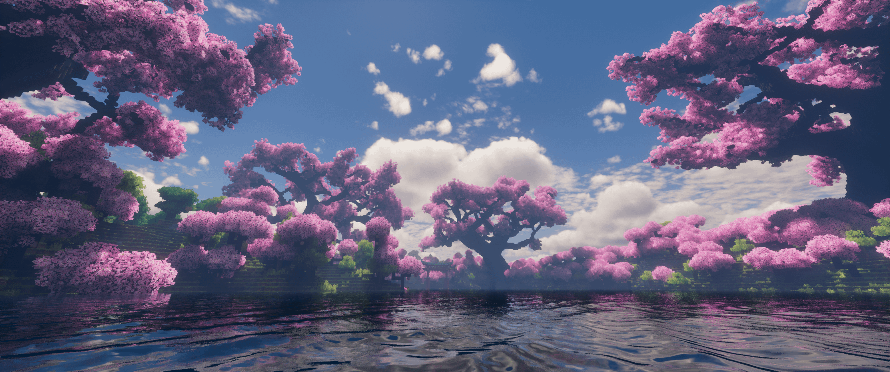 3116x1302 Cherry Blossom