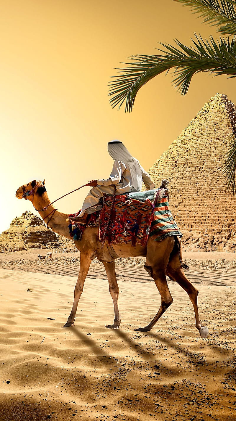 800x1422 Arab man, camel, desert, egypt, male, palm tree, pyramid, sand, HD phone wallpaper