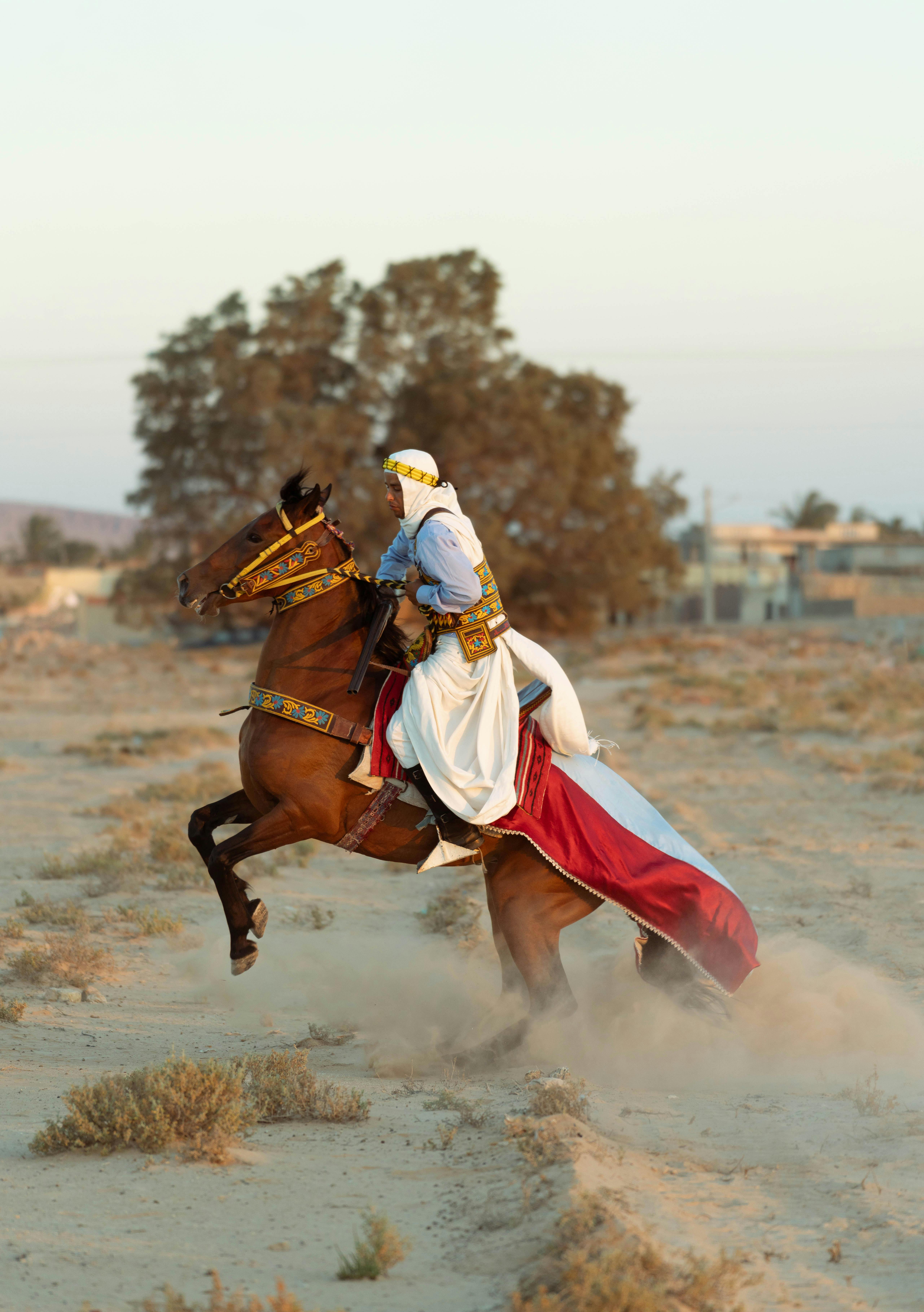 5122x7271 Arabic Horse Photo, Download The BEST Free Arabic Horse & HD Image