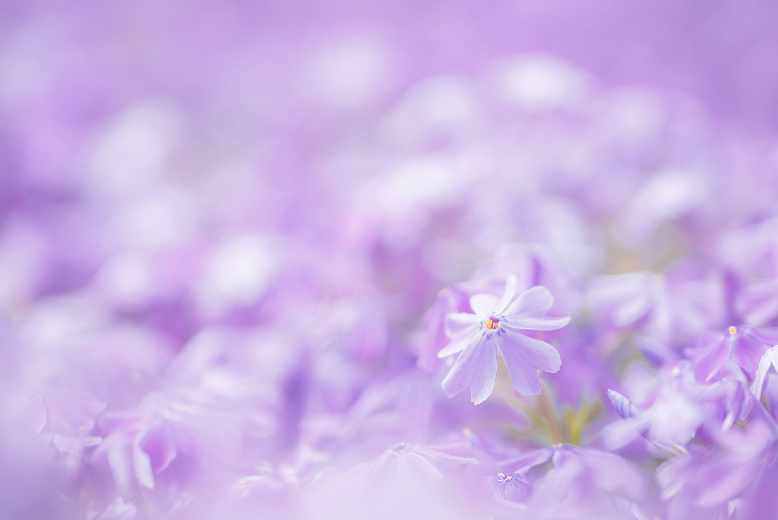 3000x2003 Purple flowers fill the frame with delicate beauty. photo