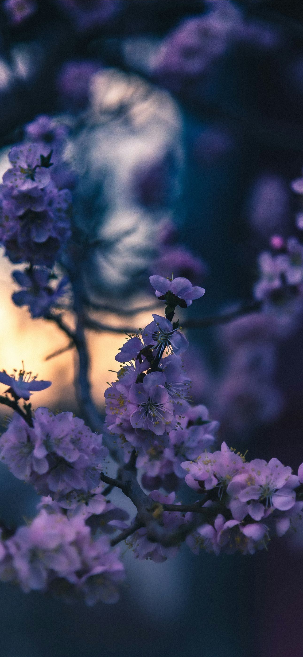 1290x2796 Purple flowers bloom in the evening light iPhone Wallpaper Free Download