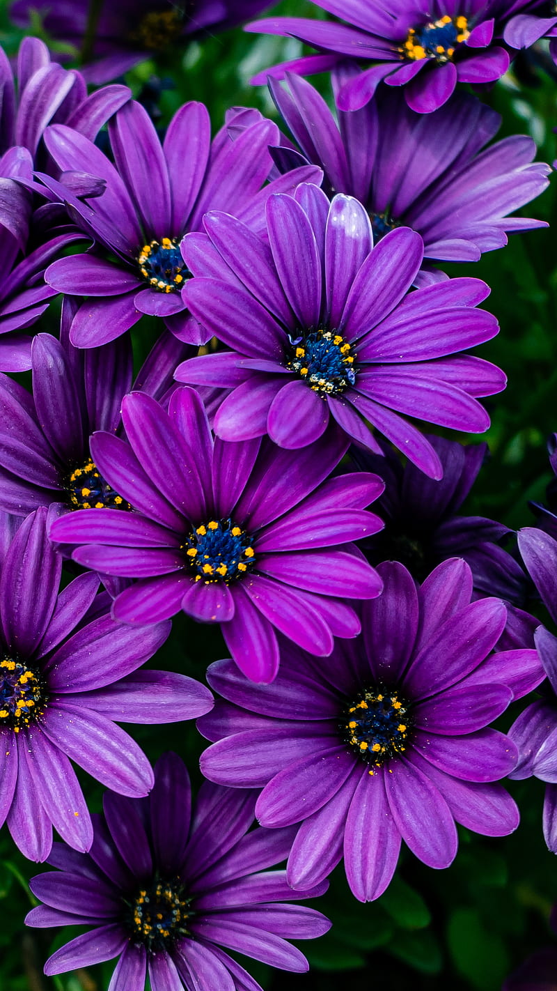 800x1422 Purple Flowers, blossom, flower, HD phone wallpaper