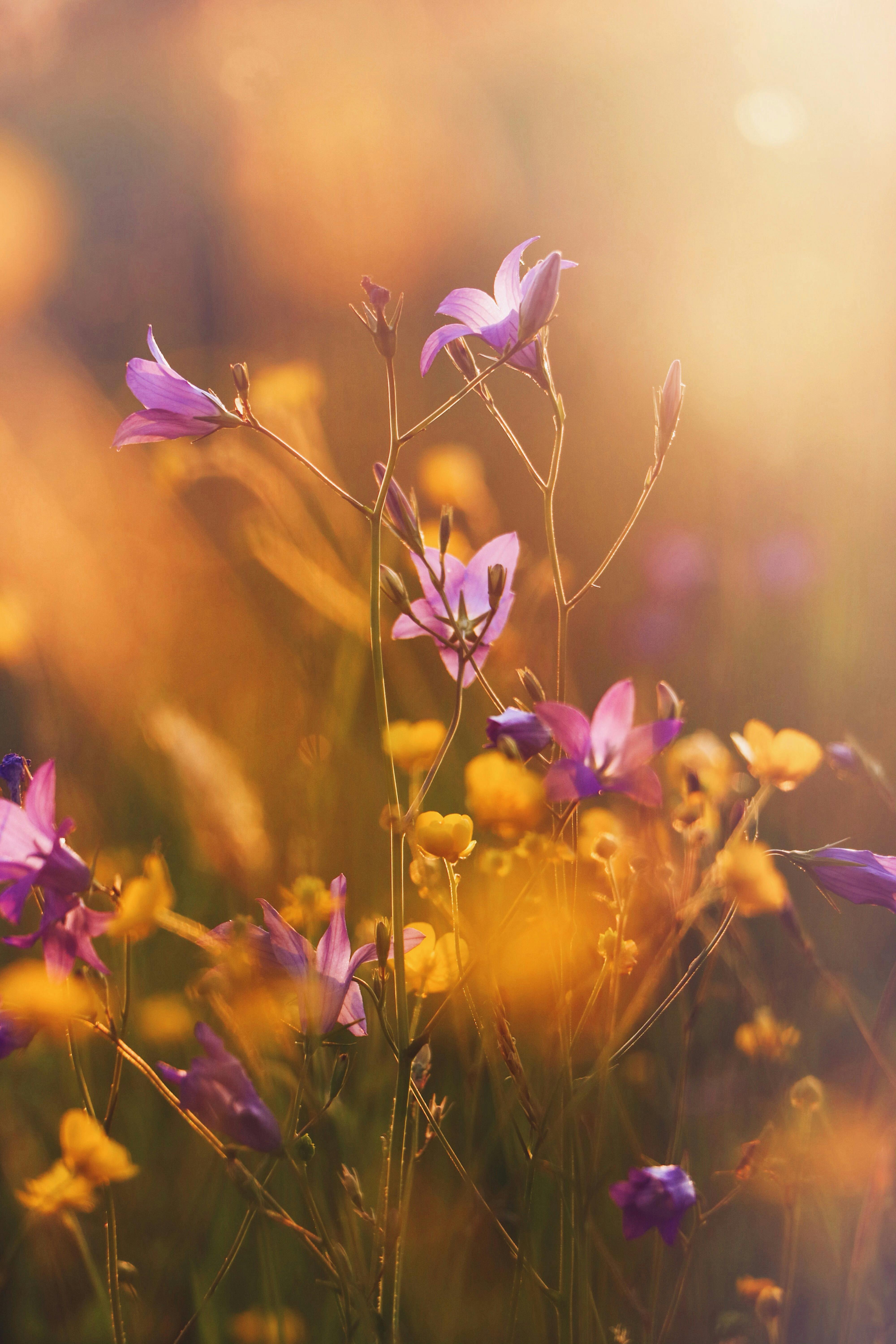 4000x6000 Selective Focus Photo of Purple Flowers · Free