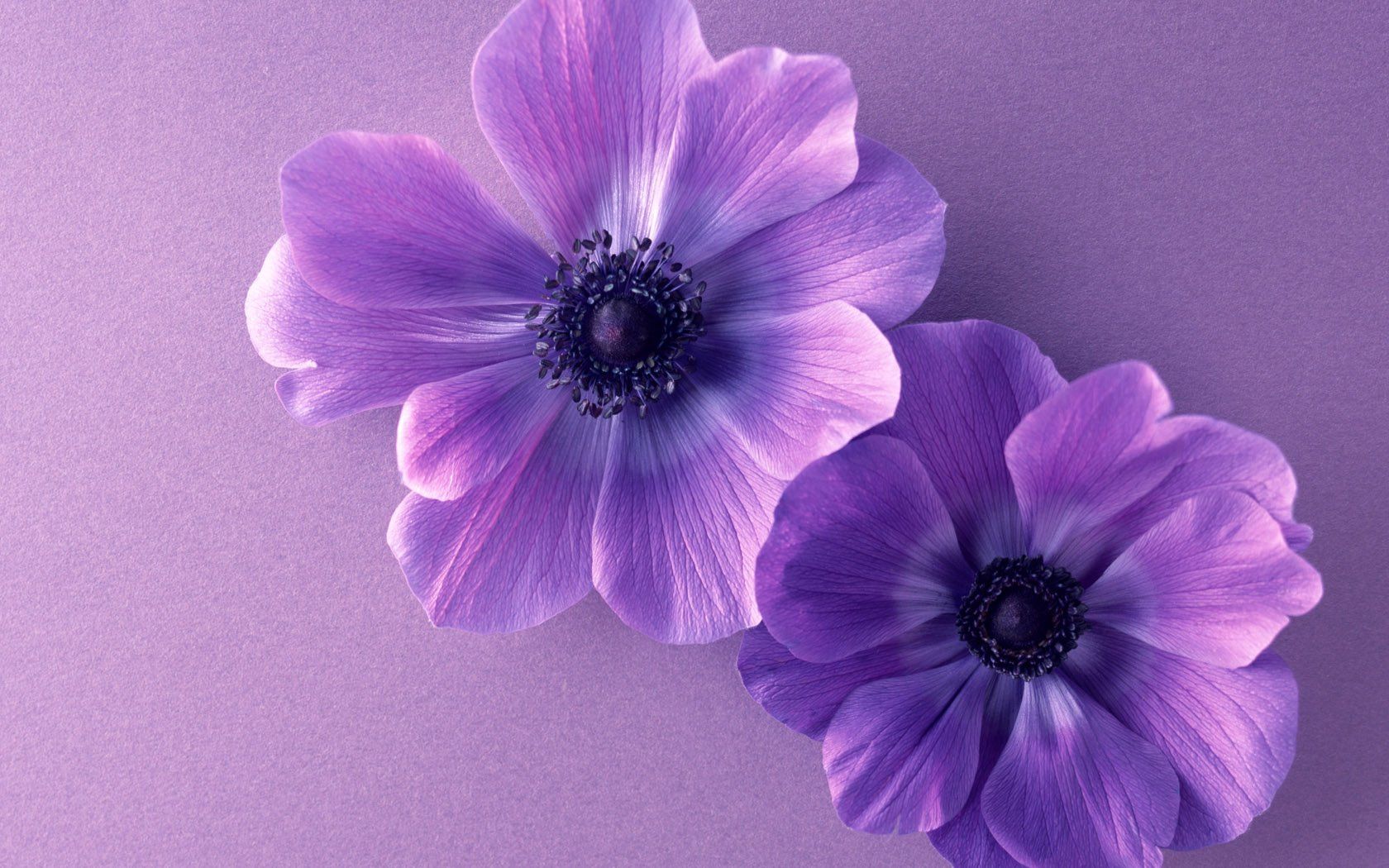 1680x1050 Purple Bliss Nature Flower HD Wallpaper
