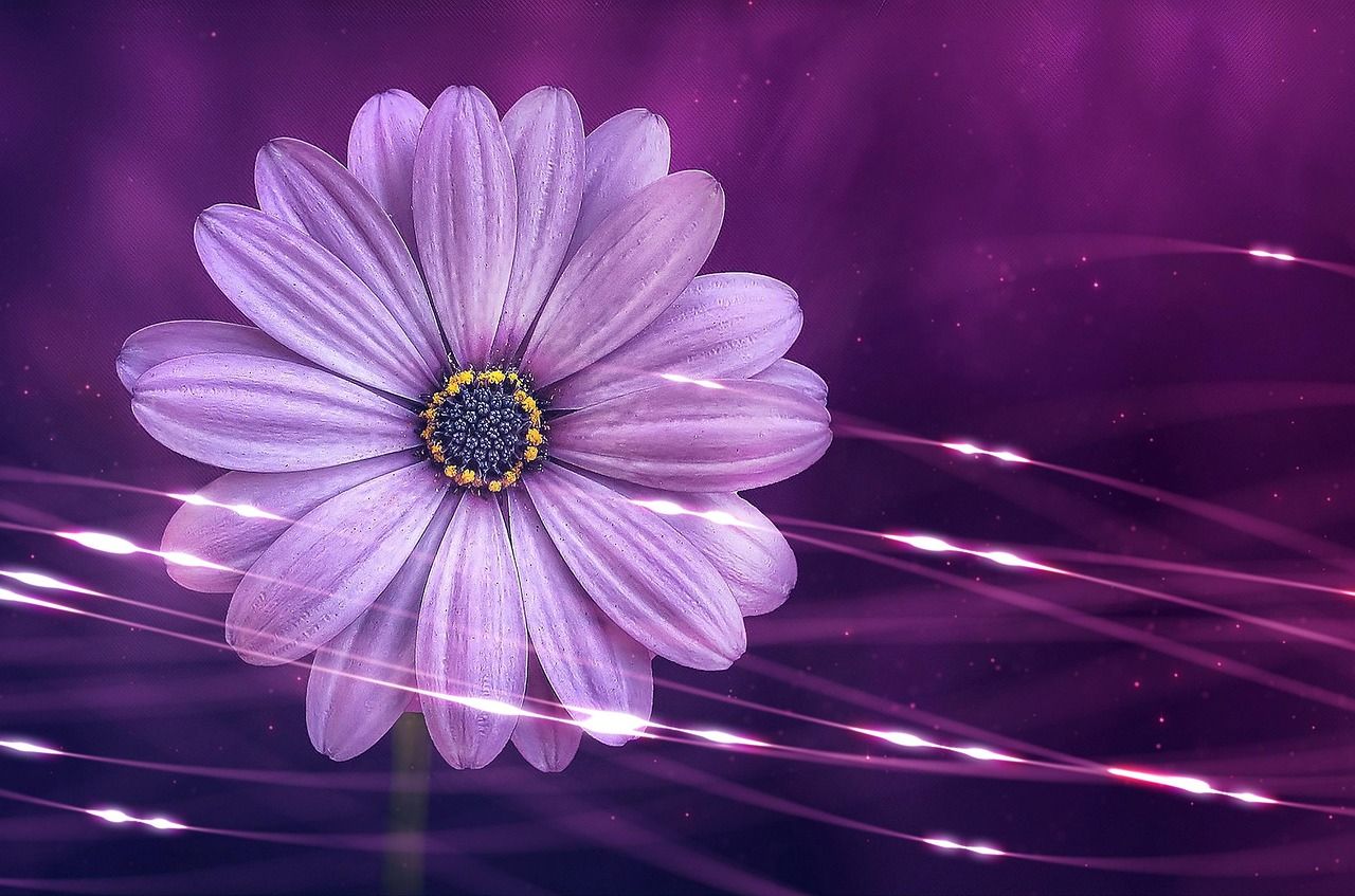 1280x847 Flower Purple Bloom