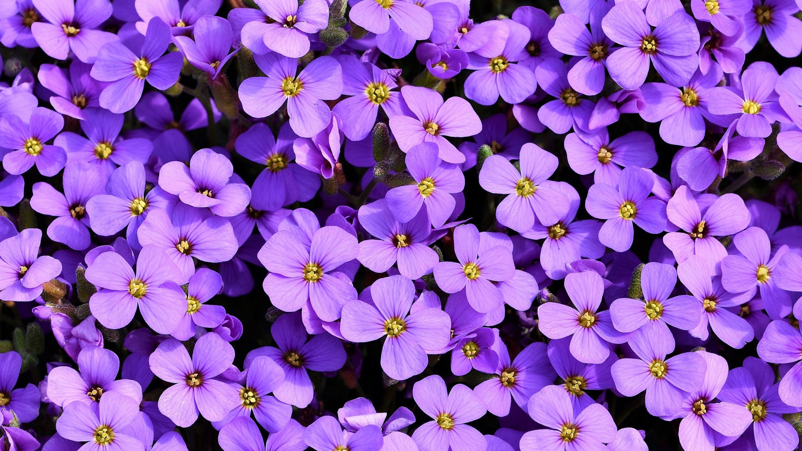 2560x1440 Bunch Of Light Purple Flowers HD Purple Wallpaper