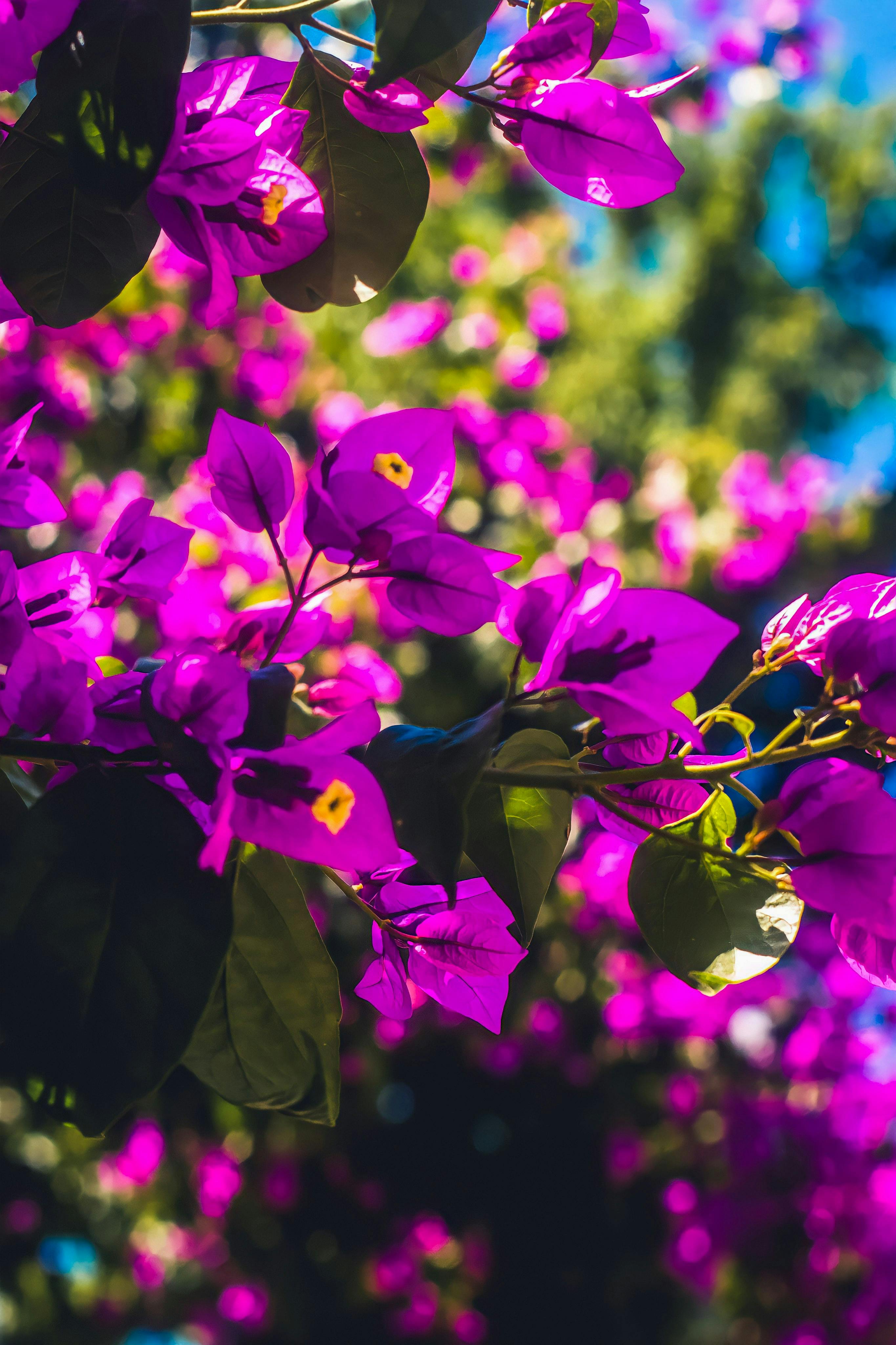 2730x4096 Close up of Purple Flowers · Free