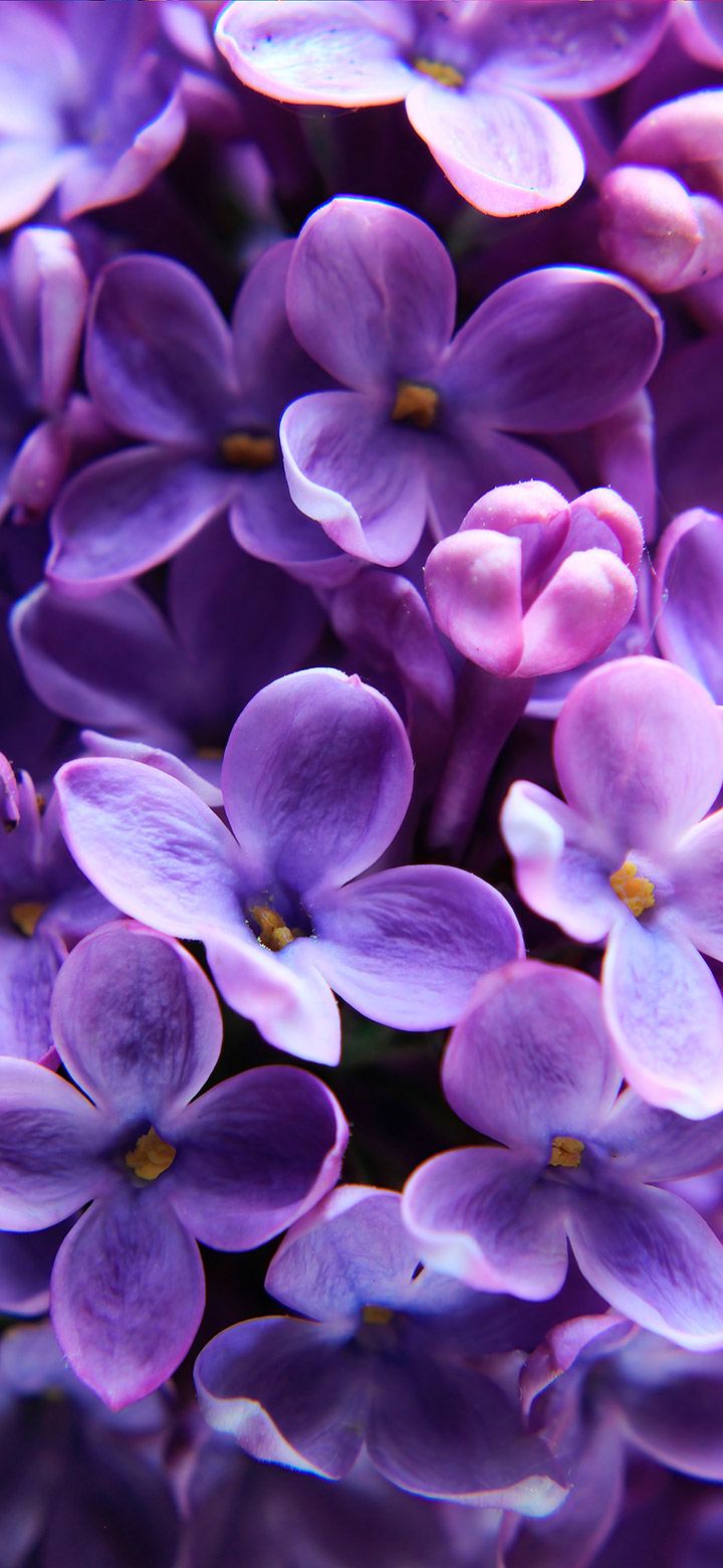 720x1560 Beautiful Tiny Purple Flowers 4K Phone Wallpaper