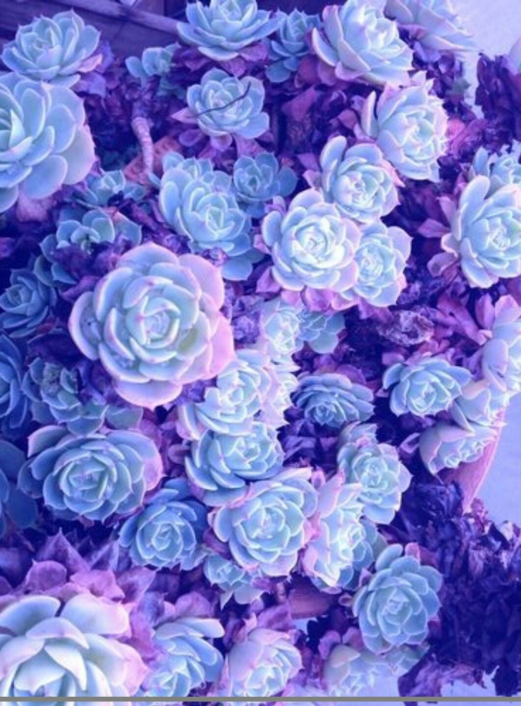 1062x1440 Blue And Purple Flowers Wallpaper