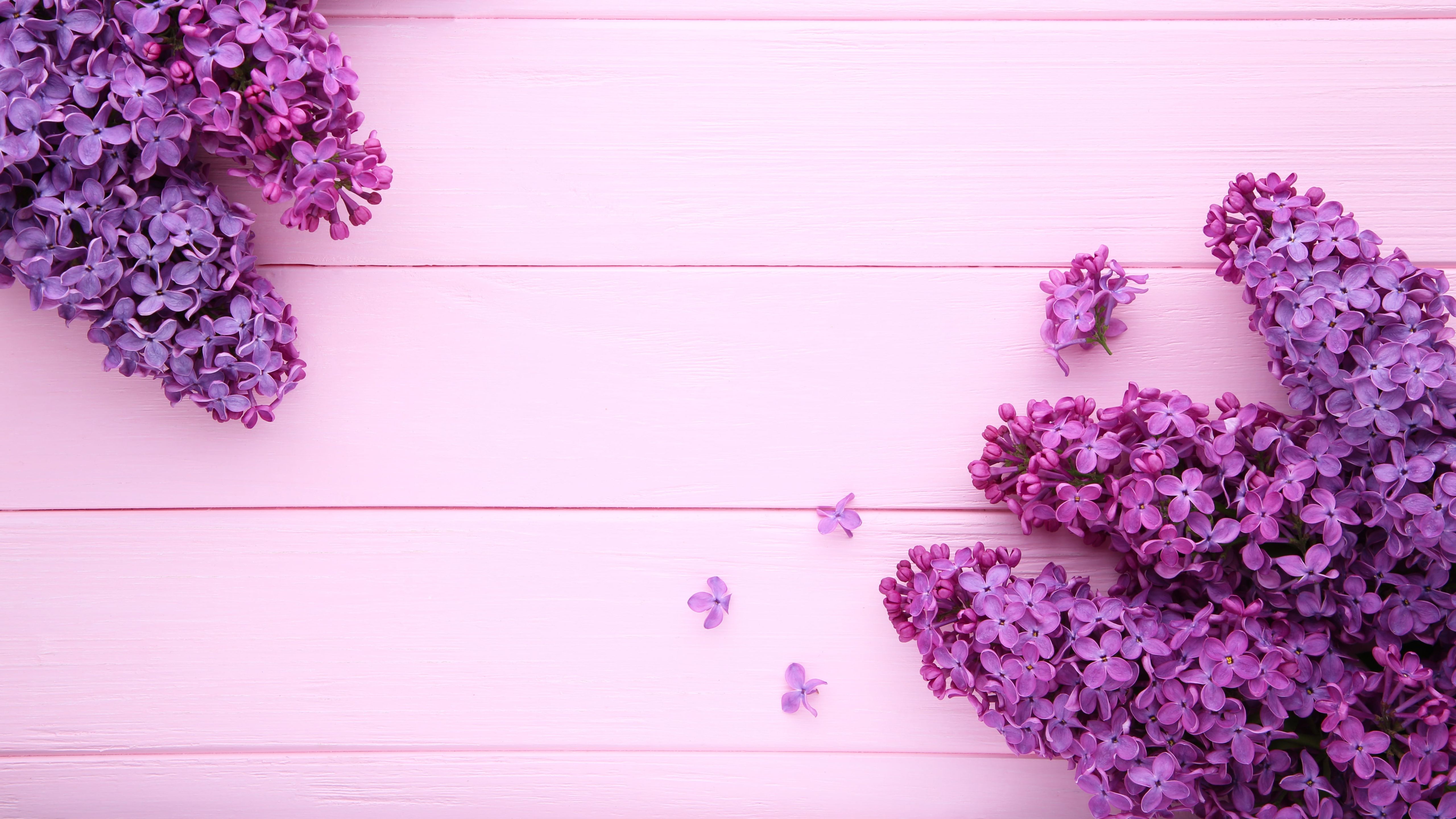 5120x2880 Purple Flowers Plants In Pink Background 4K 5K HD Purple Wallpaper