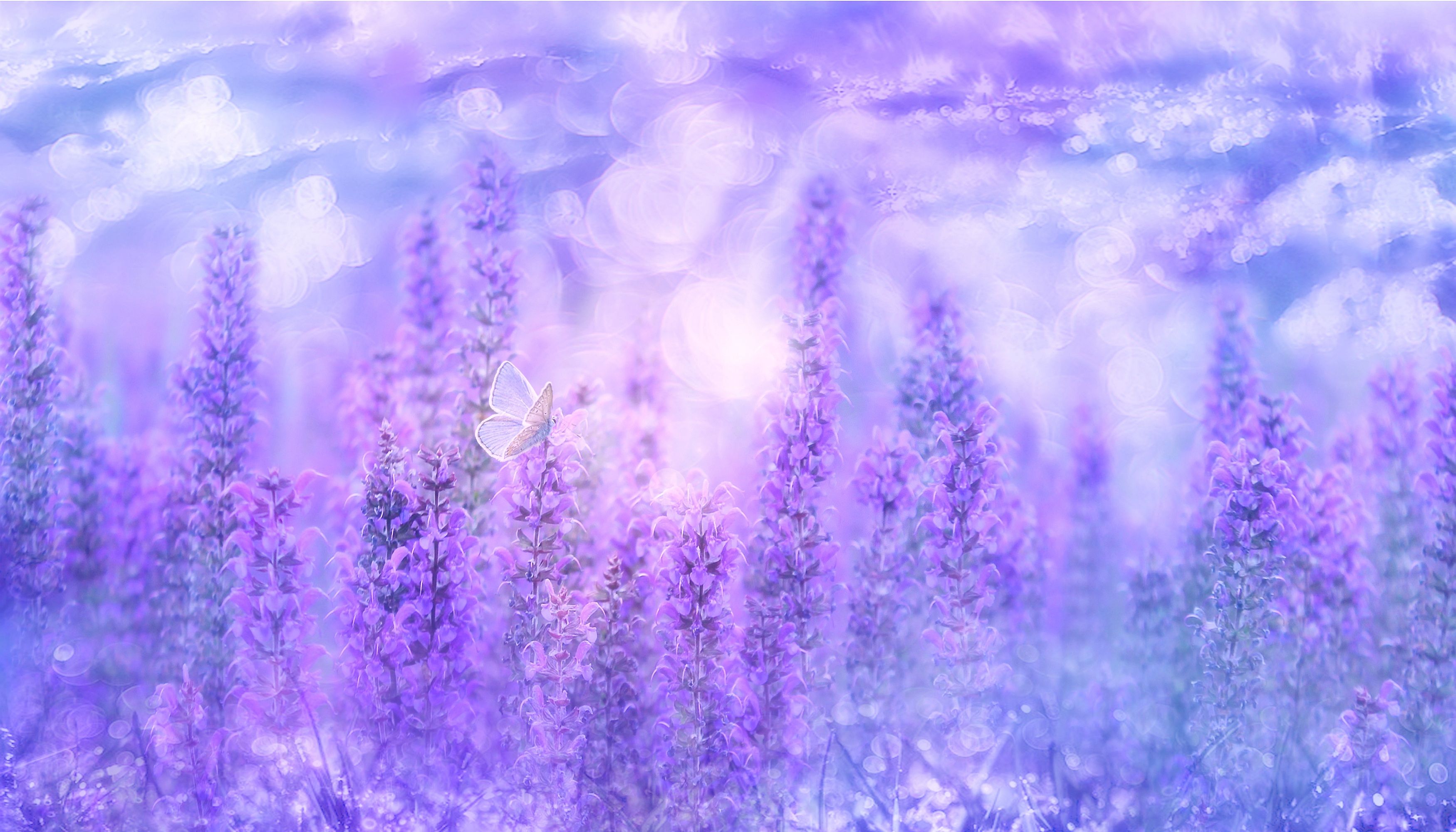 3500x2000 Sage Plant Wallpaper 4K, Violet flowers, Butterfly, Garden