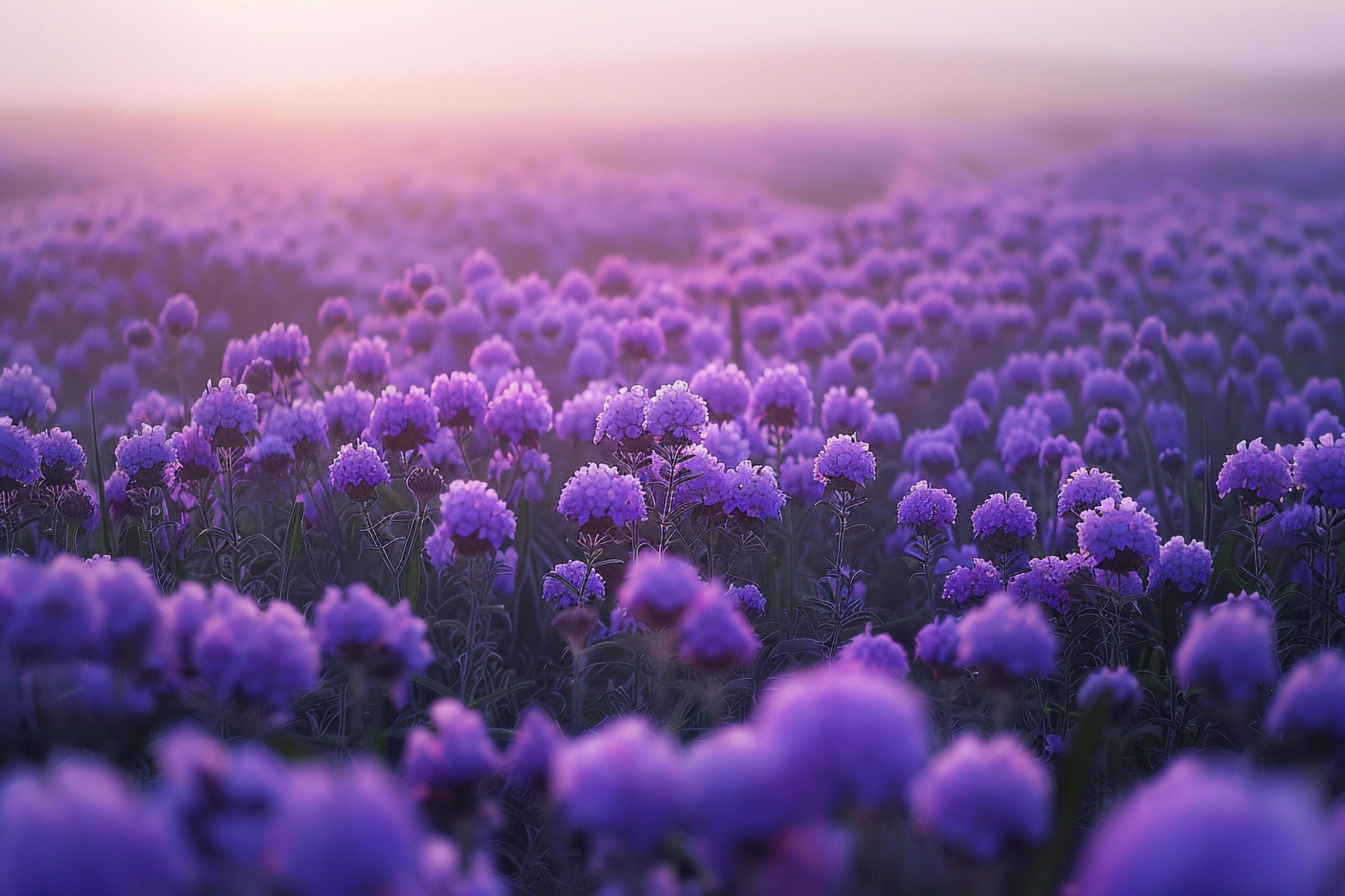 2940x1960 a field of purple flowers at sunset background