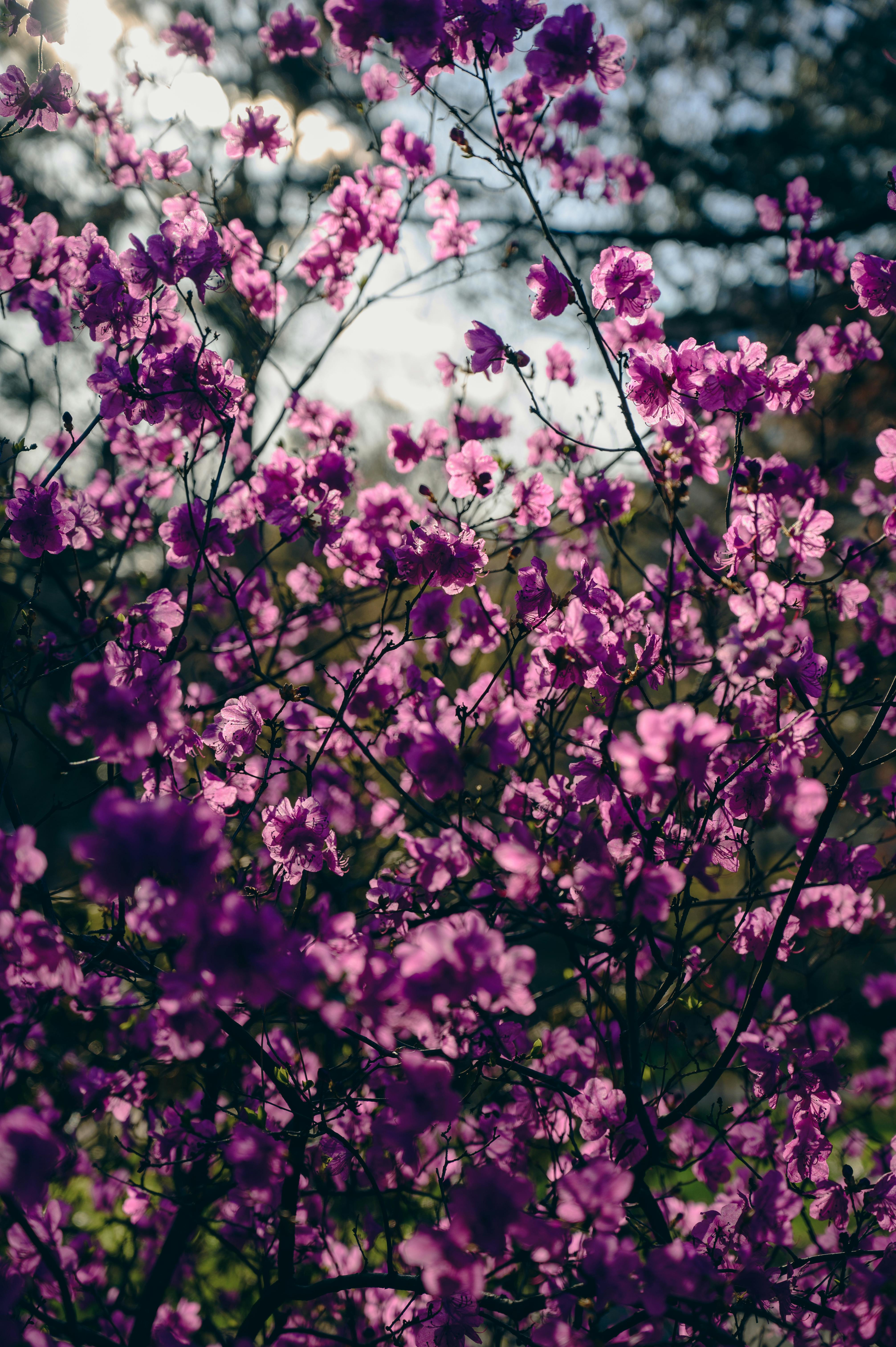 4024x6048 Purple Flowers in Spring · Free