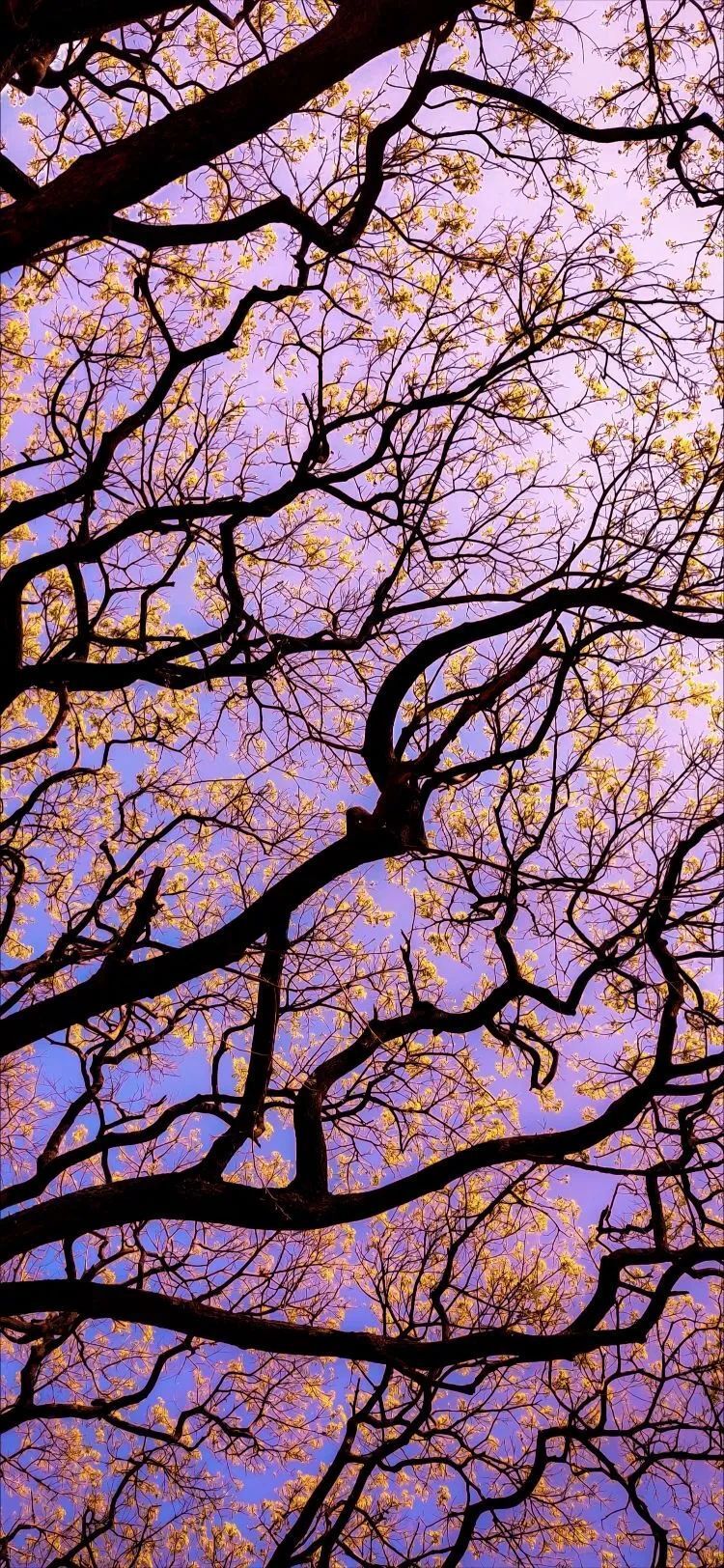 750x1624 Purple Sky With Purple Flower Tree Nature