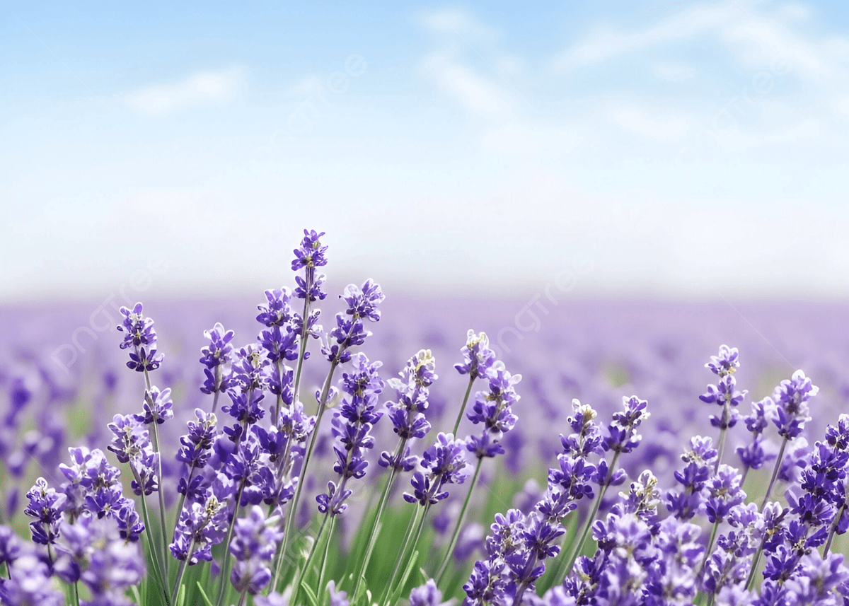 1200x857 Beautiful Purple Lavender Flower Background, Lavender, Spring, Flowers Background Image And Wallpaper for Free Download