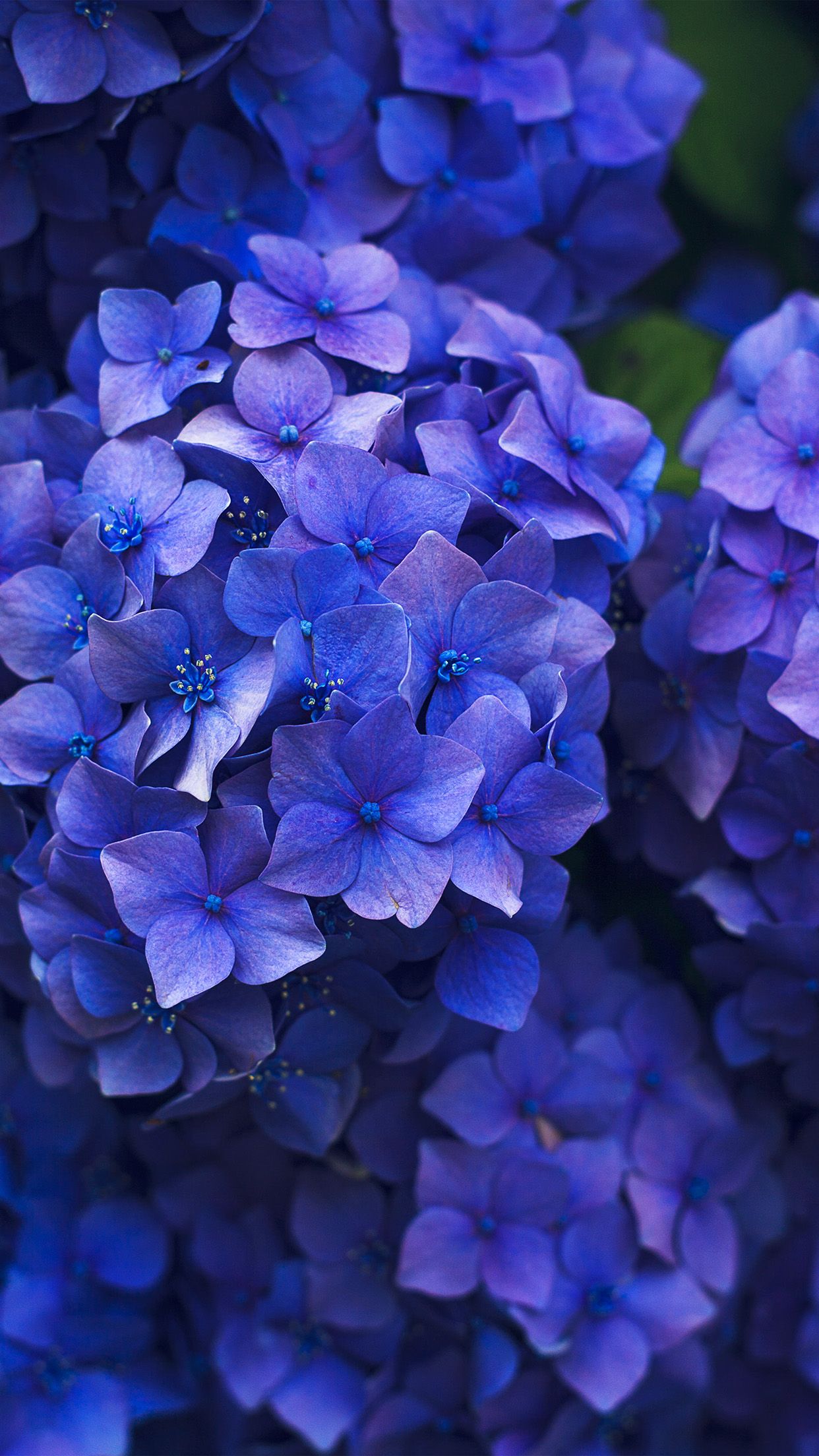 1242x2208 iPhone X wallpaper. flower spring blue purple nature