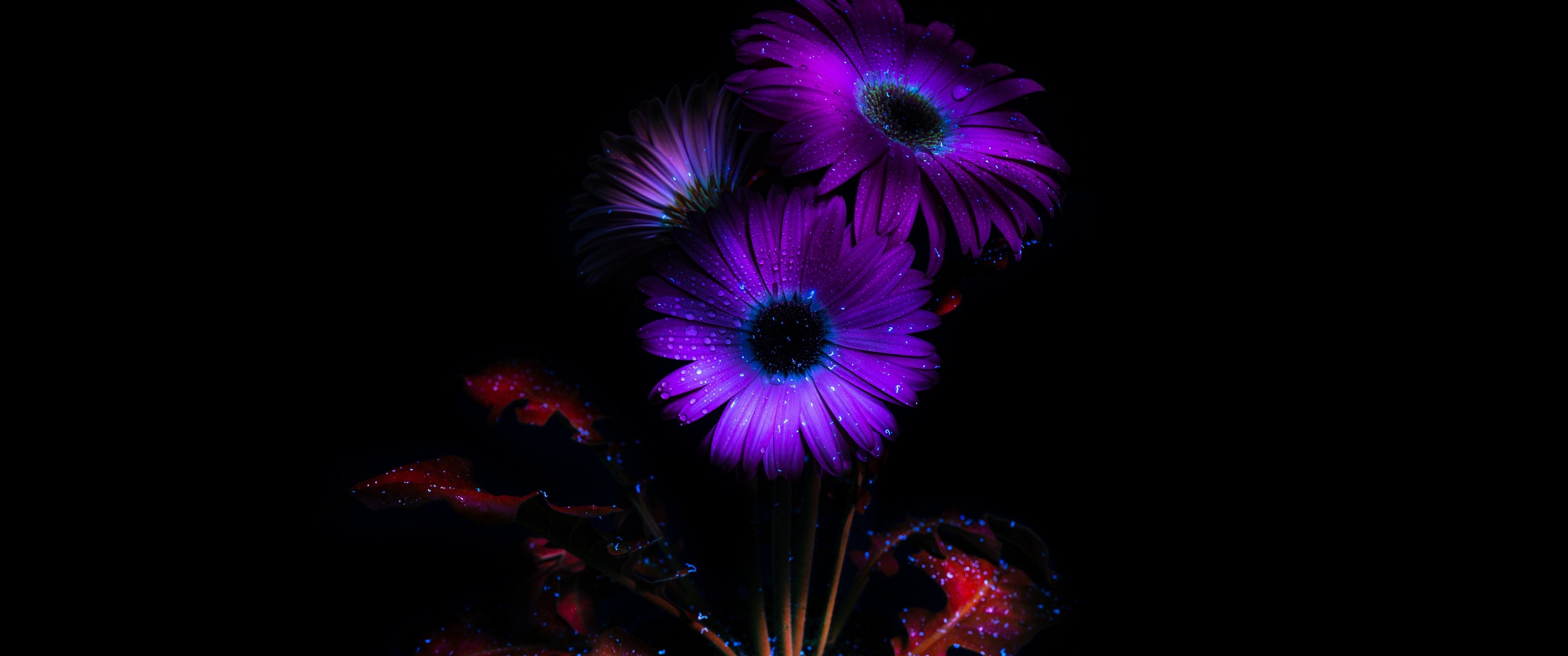 3440x1440 Purple Flowers Wallpaper 4K, Glowing, AMOLED, 8K