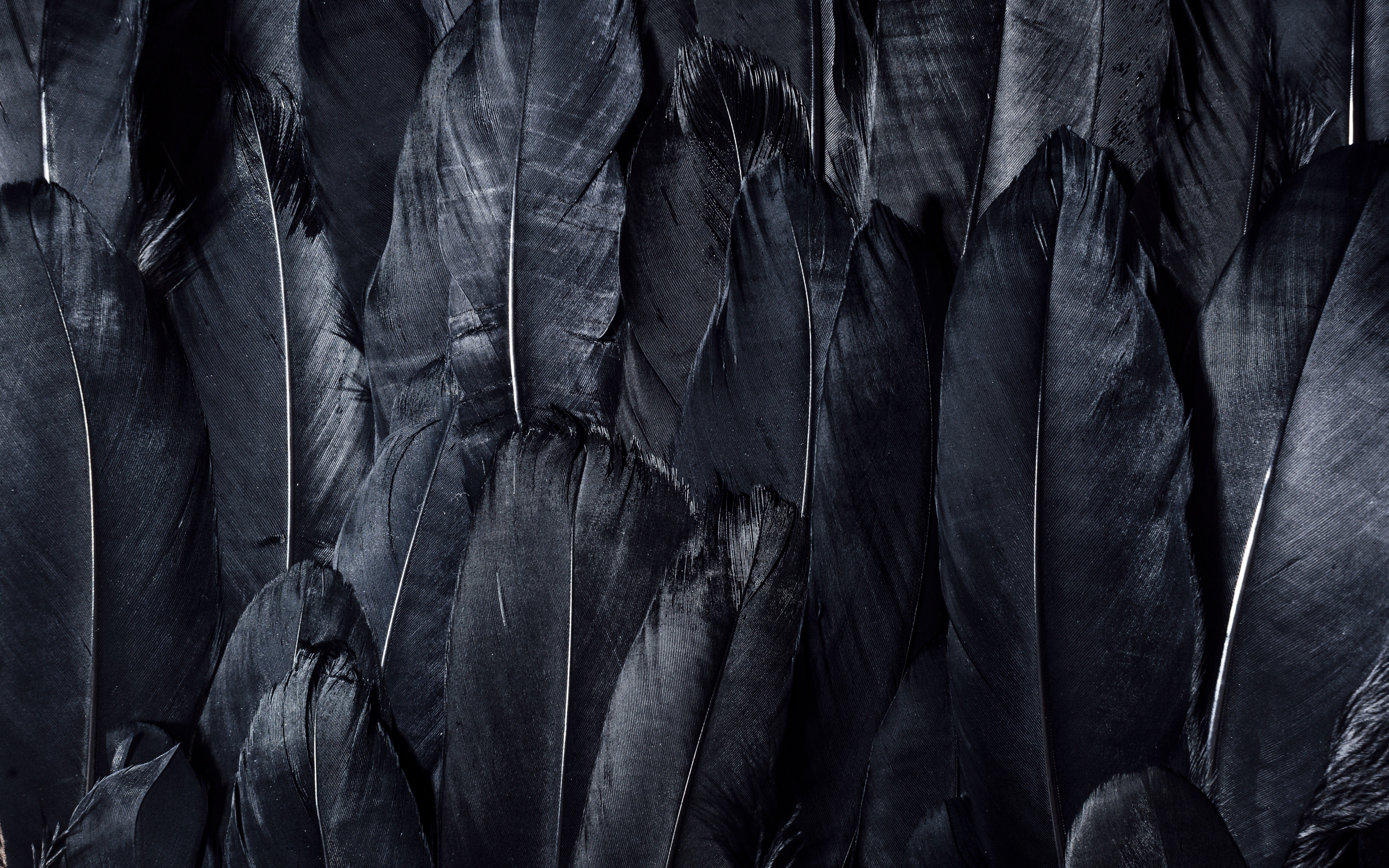 3840x2400 Wallpaper dark, black, feathers, textures, black wallpaper, 4k ultra HD background, black feathers for mobile and desktop, section текстуры, resolution 3840x2400