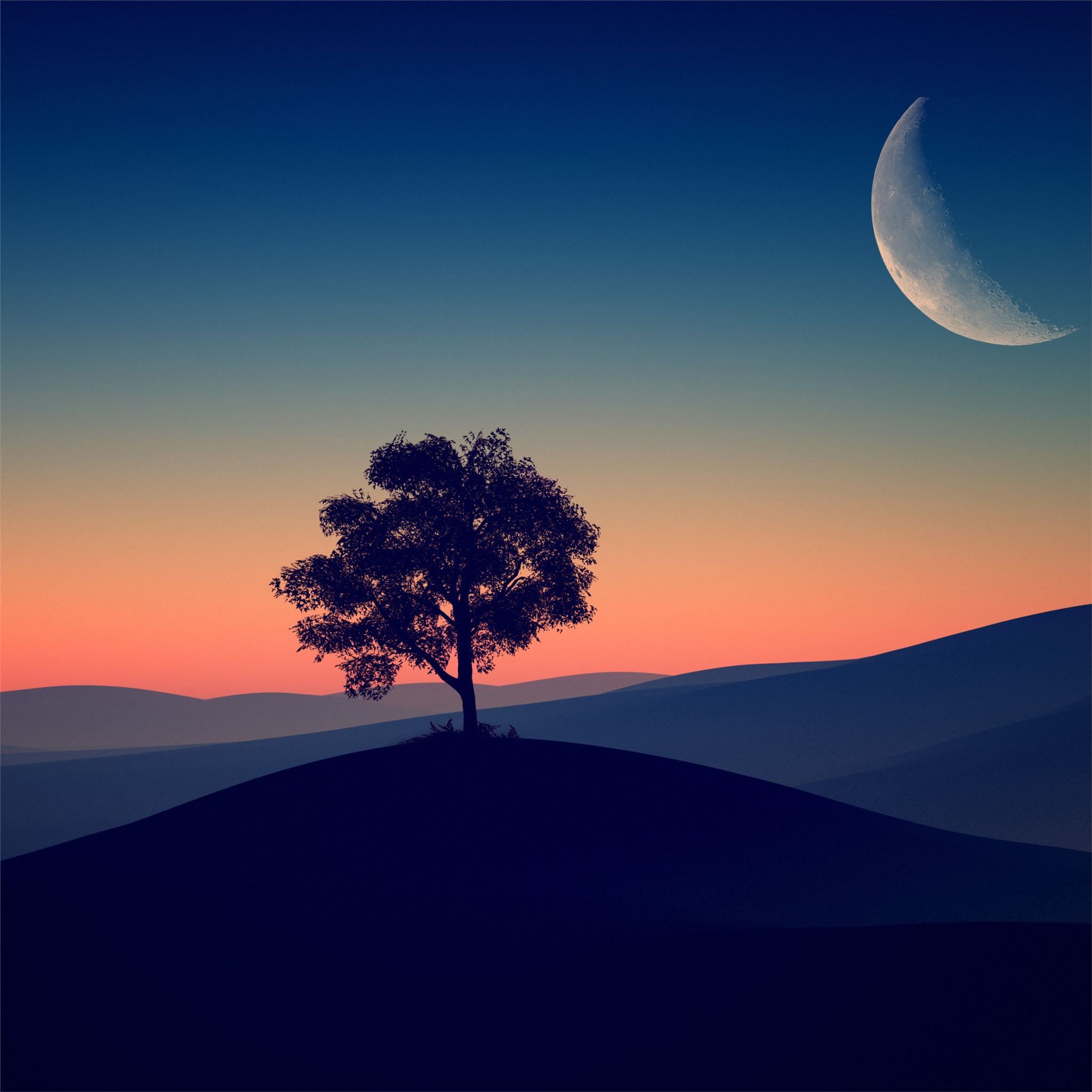 2048x2048 tree alone dark evening 4k iPad Air Wallpaper Free Download