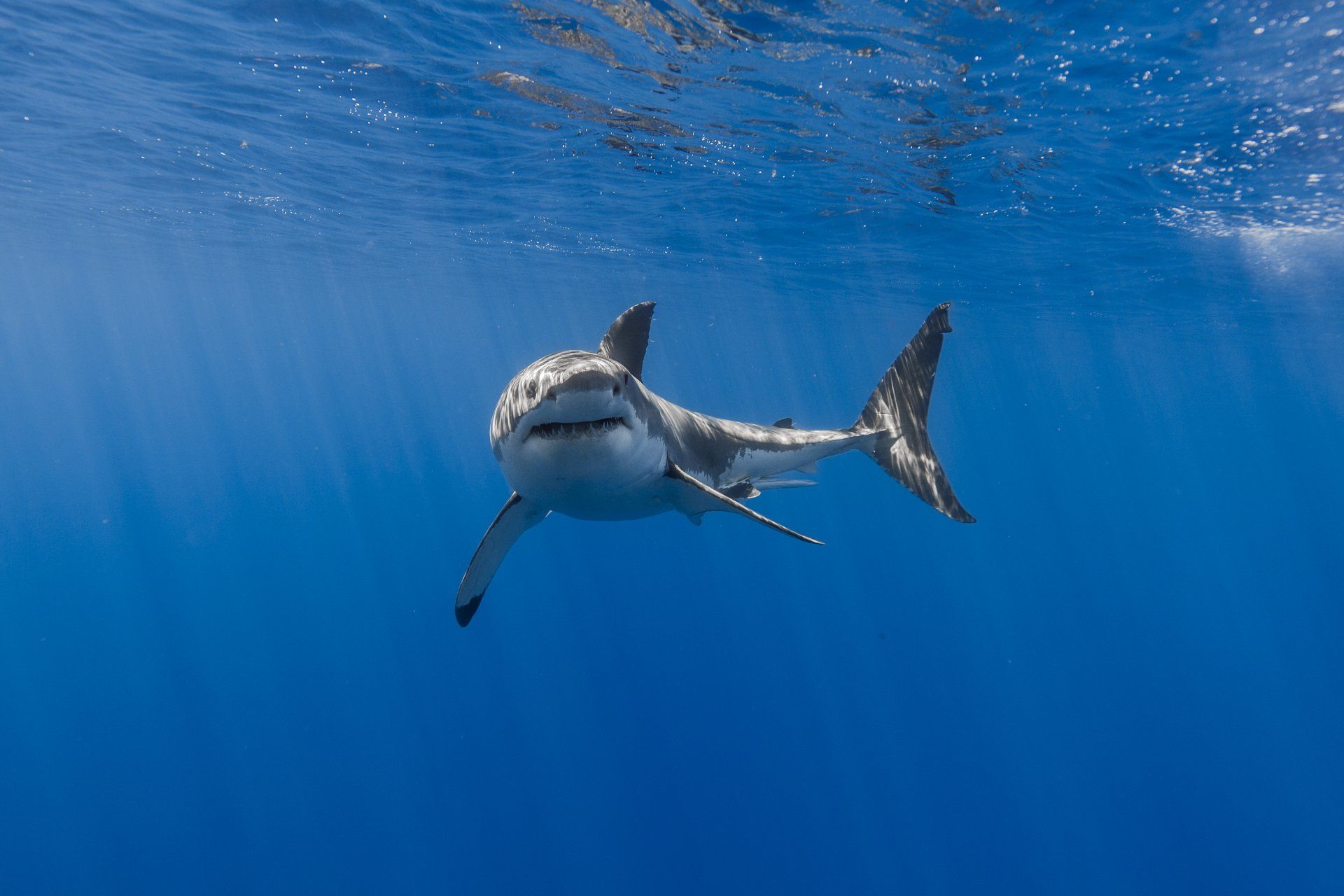 1920x1280 4K Ultra HD Shark Swim Wallpaper