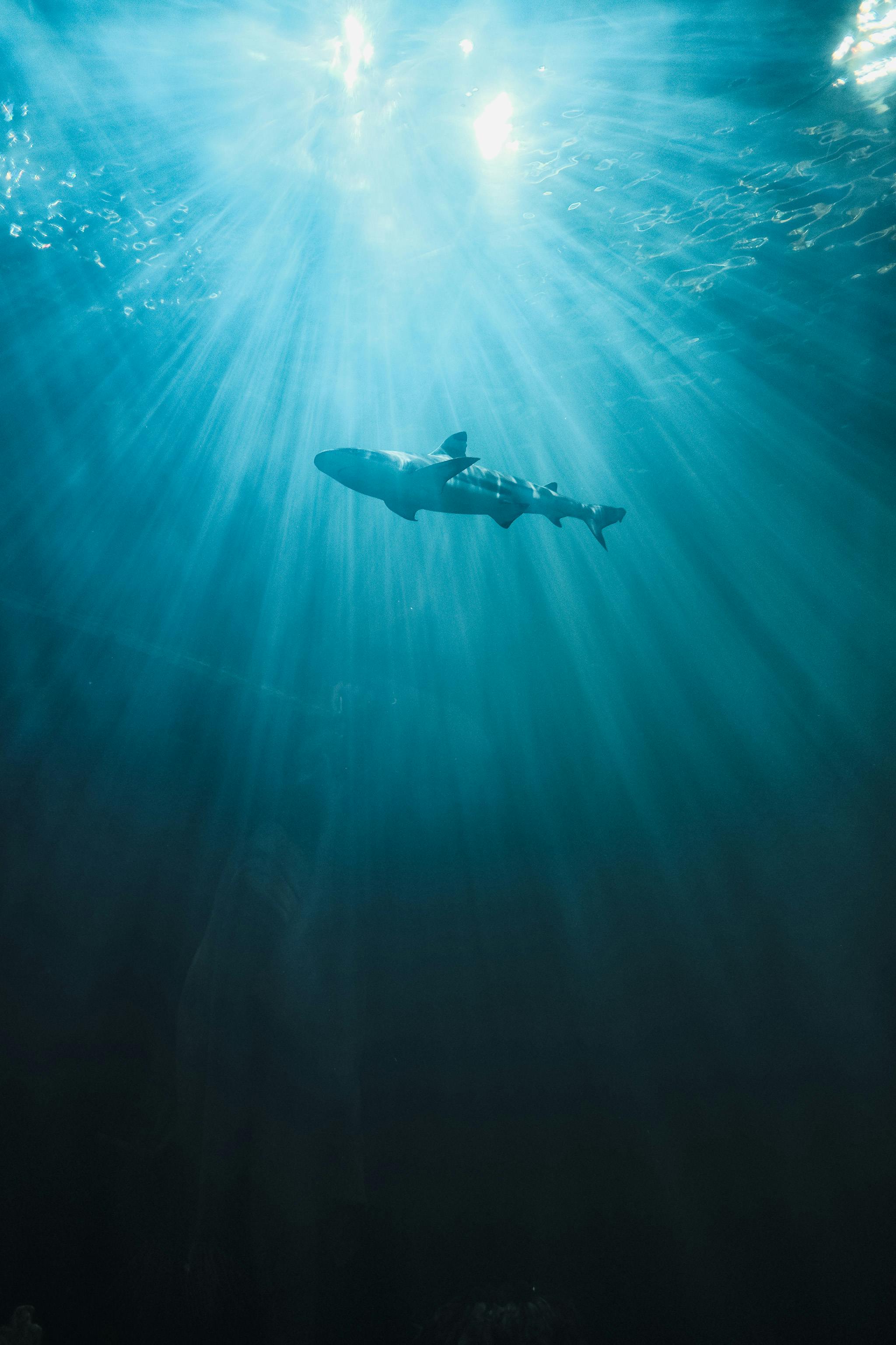 2048x3072 Shark Swimming in the Sea · Free