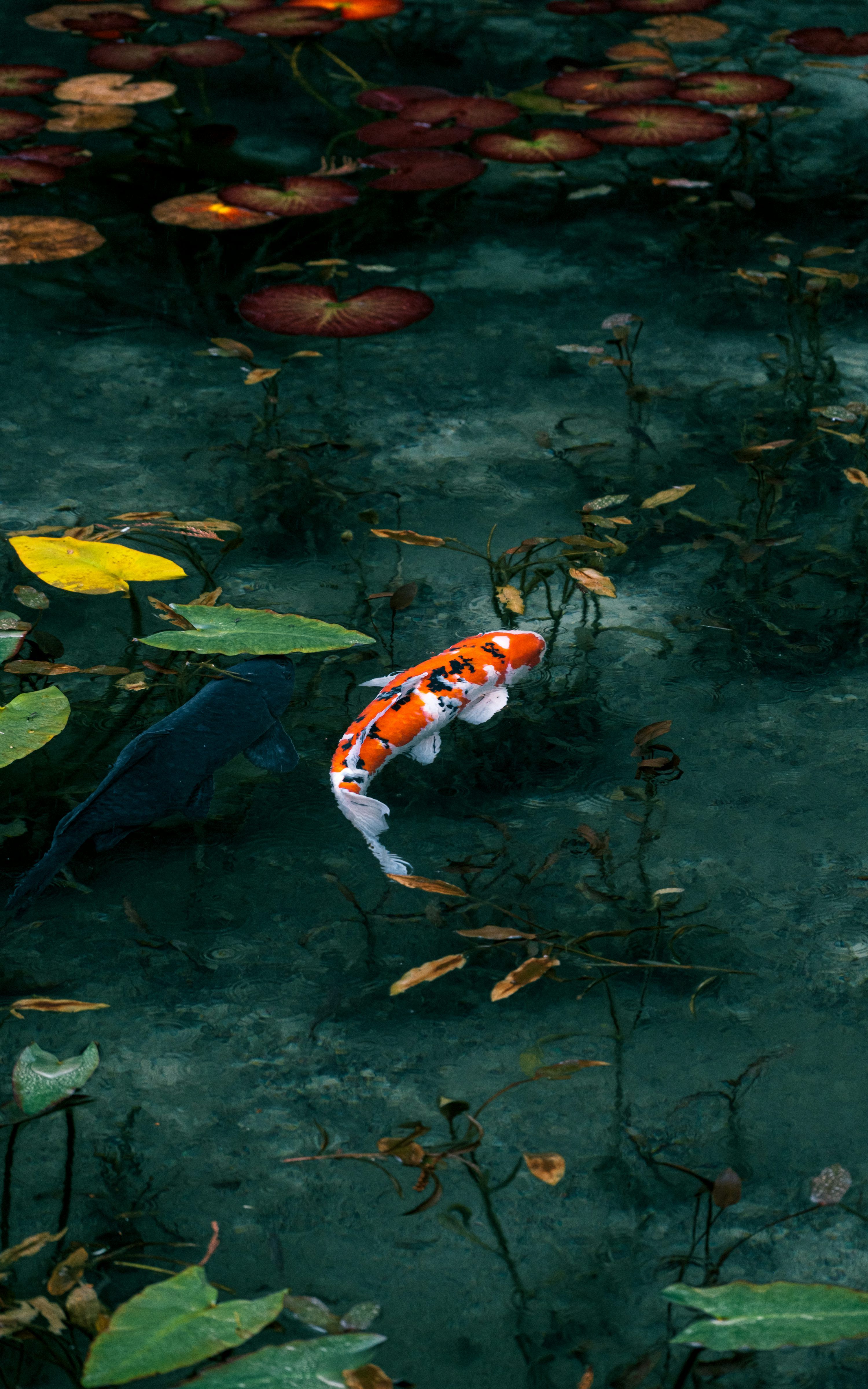 3000x4800 Koi fish swim in a pond with lily pads. photo