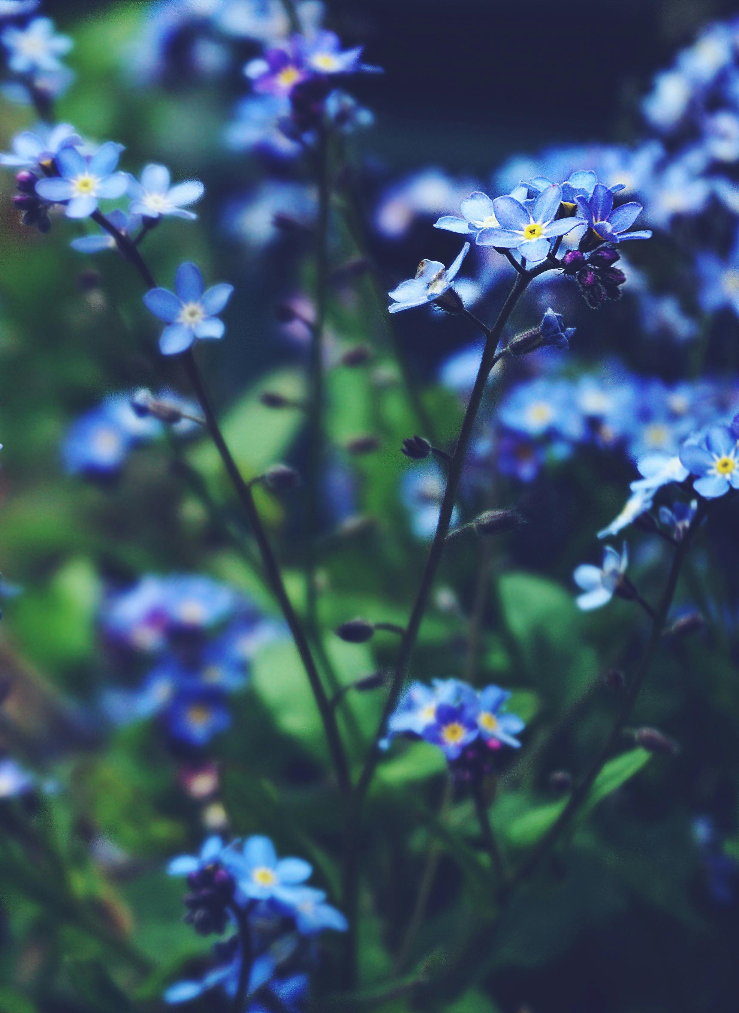 2462x3376 Blue Flower Photo, Download The BEST Free Blue Flower & HD Image