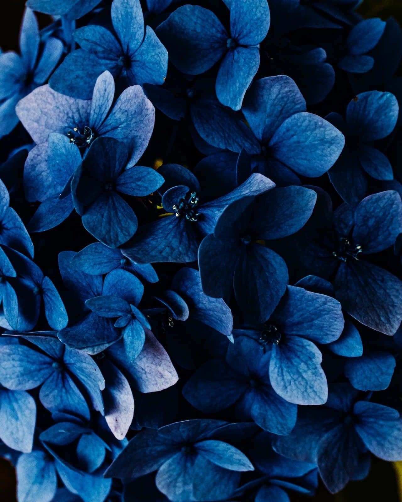 1280x1600 Blue Flowers Phone Wallpaper