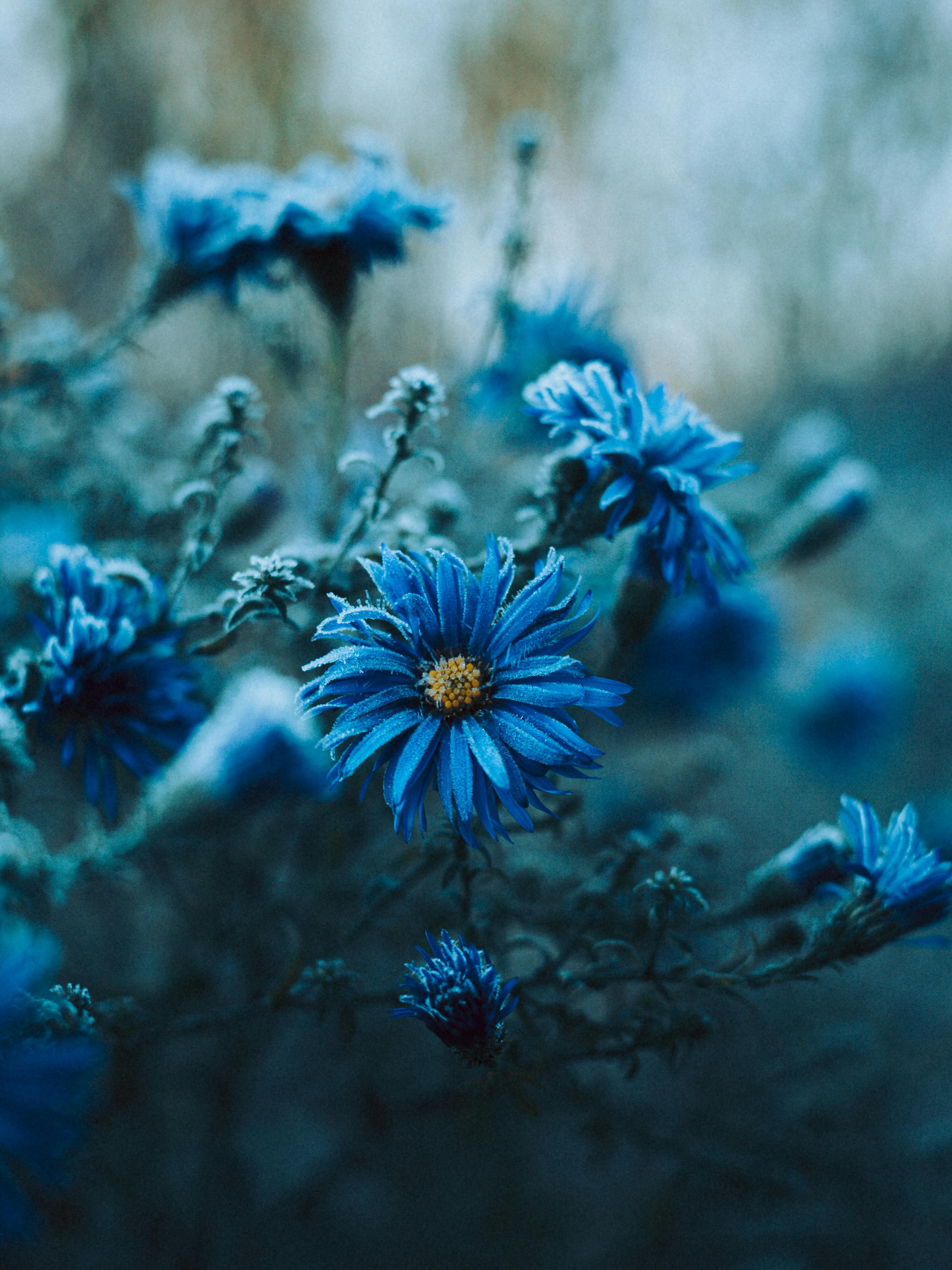 3460x4614 Close up of Blue Flowers · Free