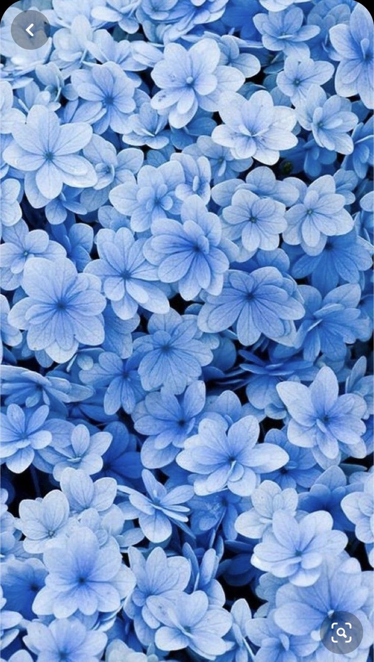 736x1300 Blue floral aesthetic