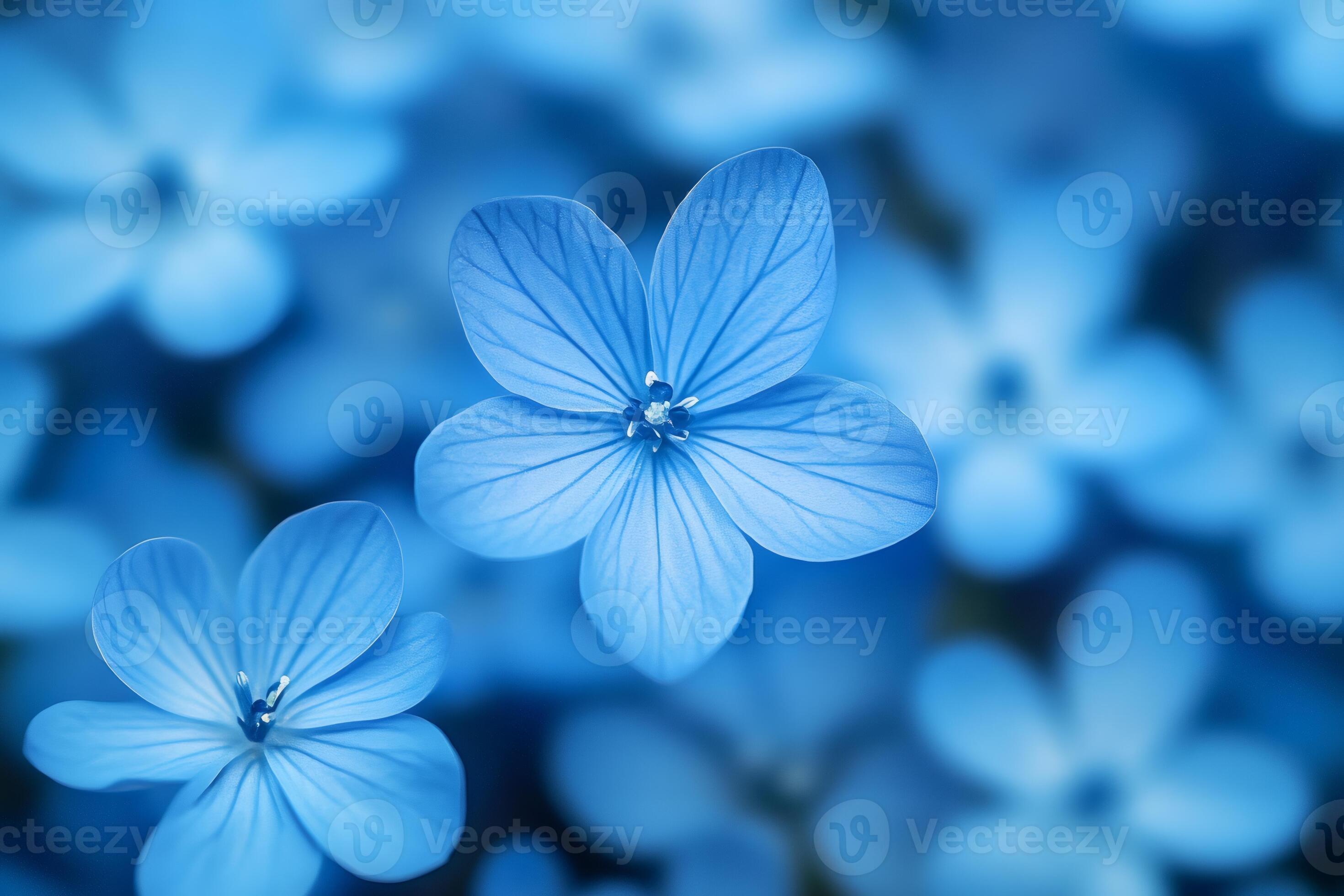 2940x1960 Delicate blue flowers creating stunning floral background