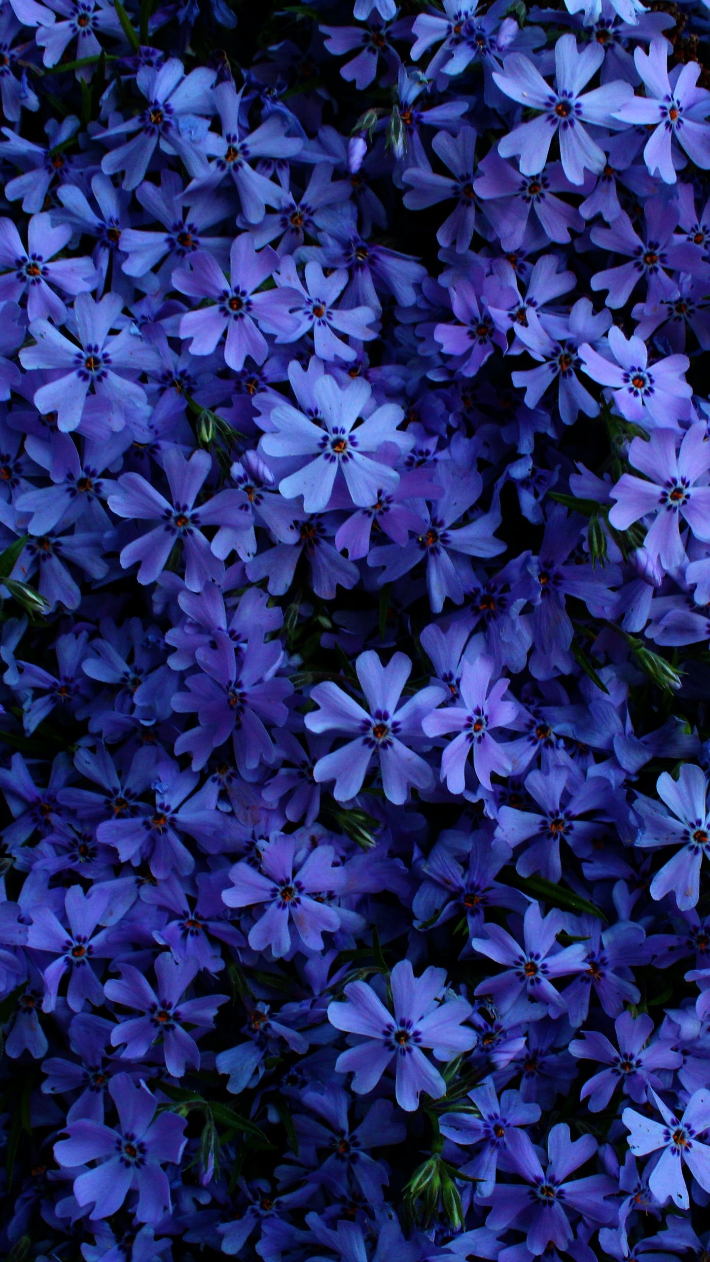 1440x2560 Blue flowers Wallpaper 4K, 5K, Floral Background, Blossom