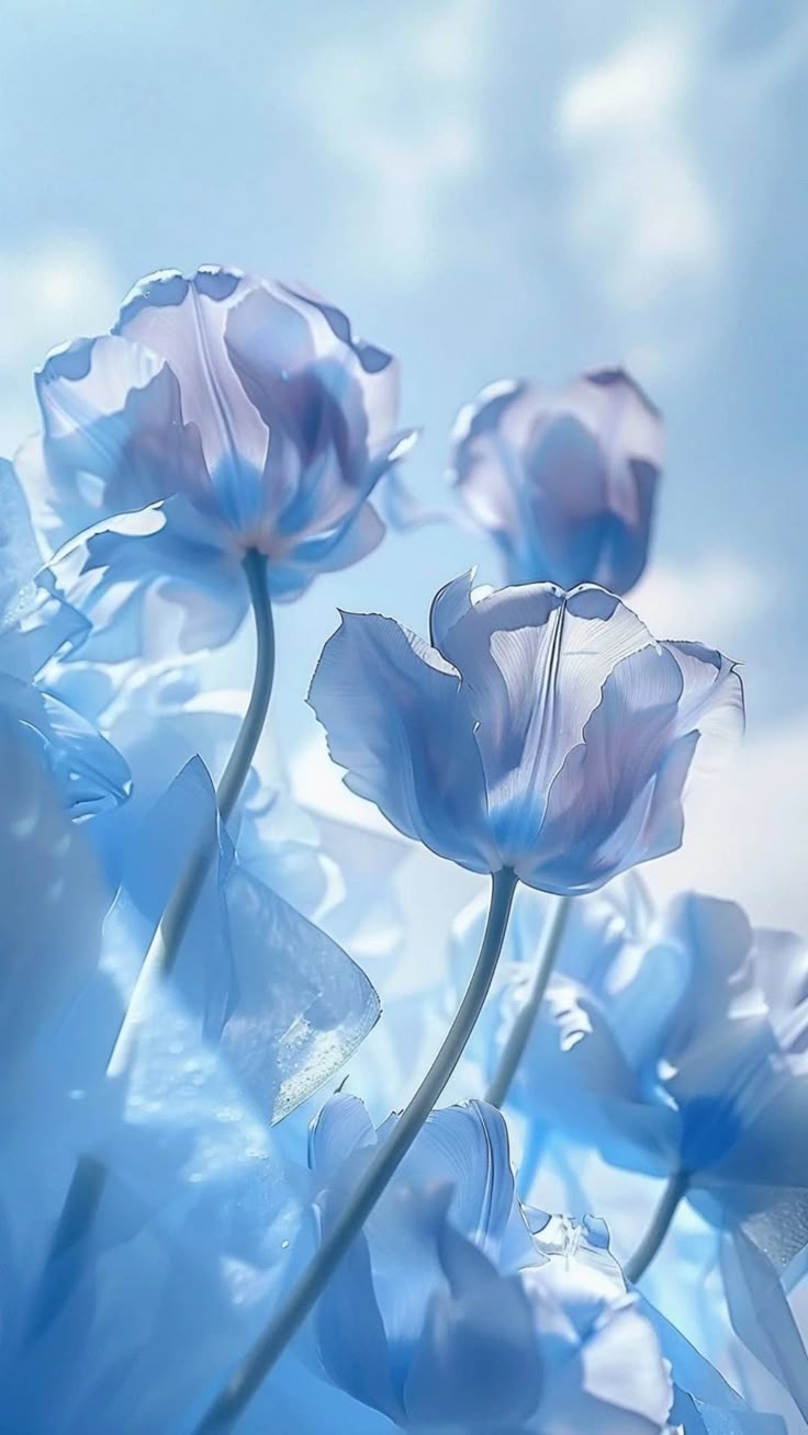 736x1308 aesthetic cute wallpaper 4k lockscreen of blue tulips