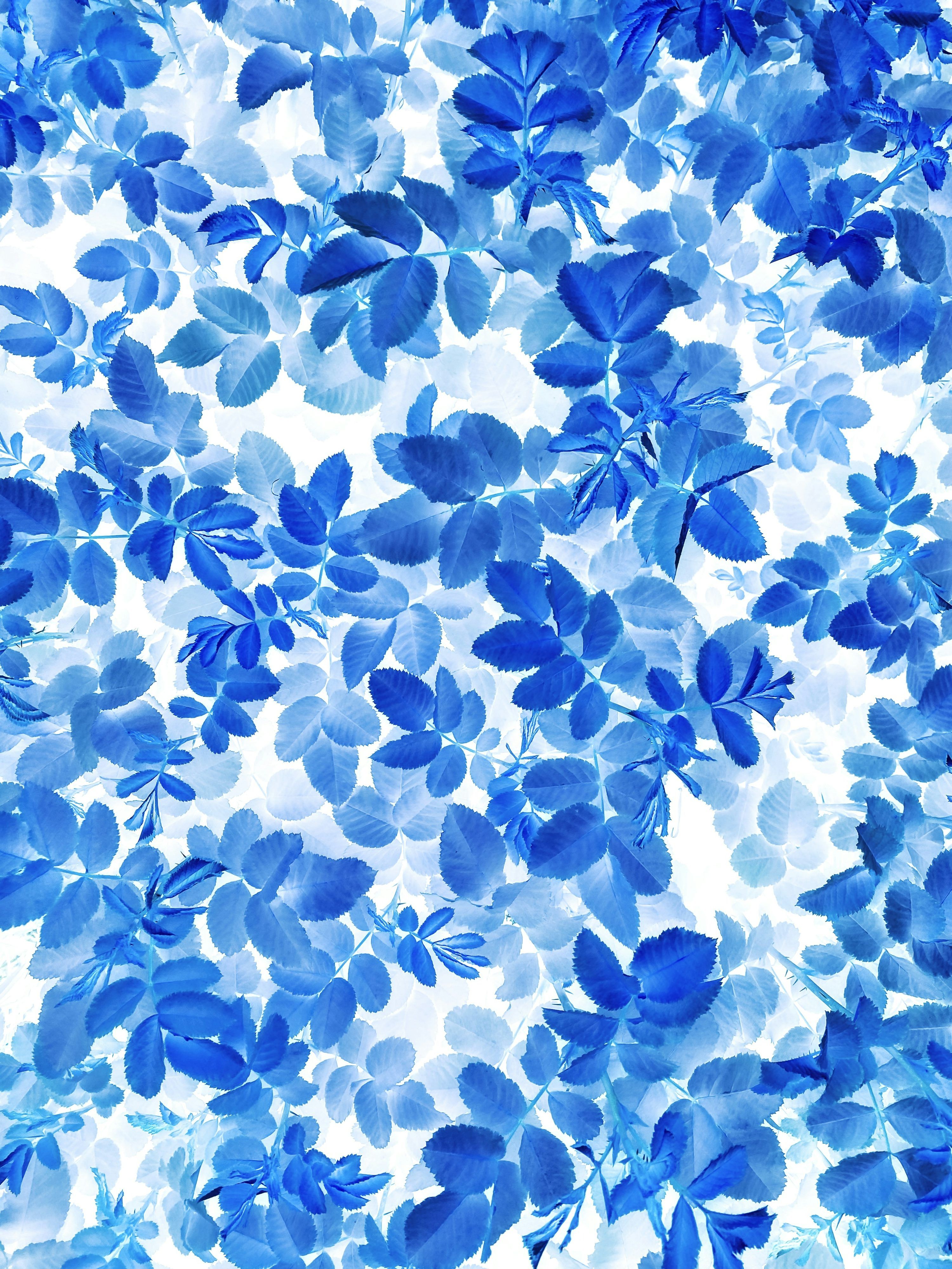 3000x4000 A close up of a blue flower on a white background photo